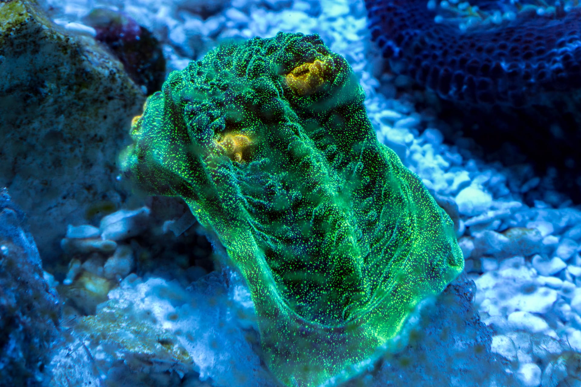 A brain coral in green stripes with its mouths open, on blue lit reef rock.