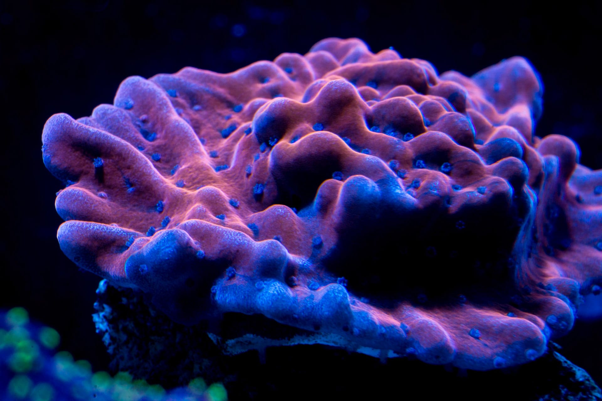 A ridged pink and purple chalice coral under blue light.