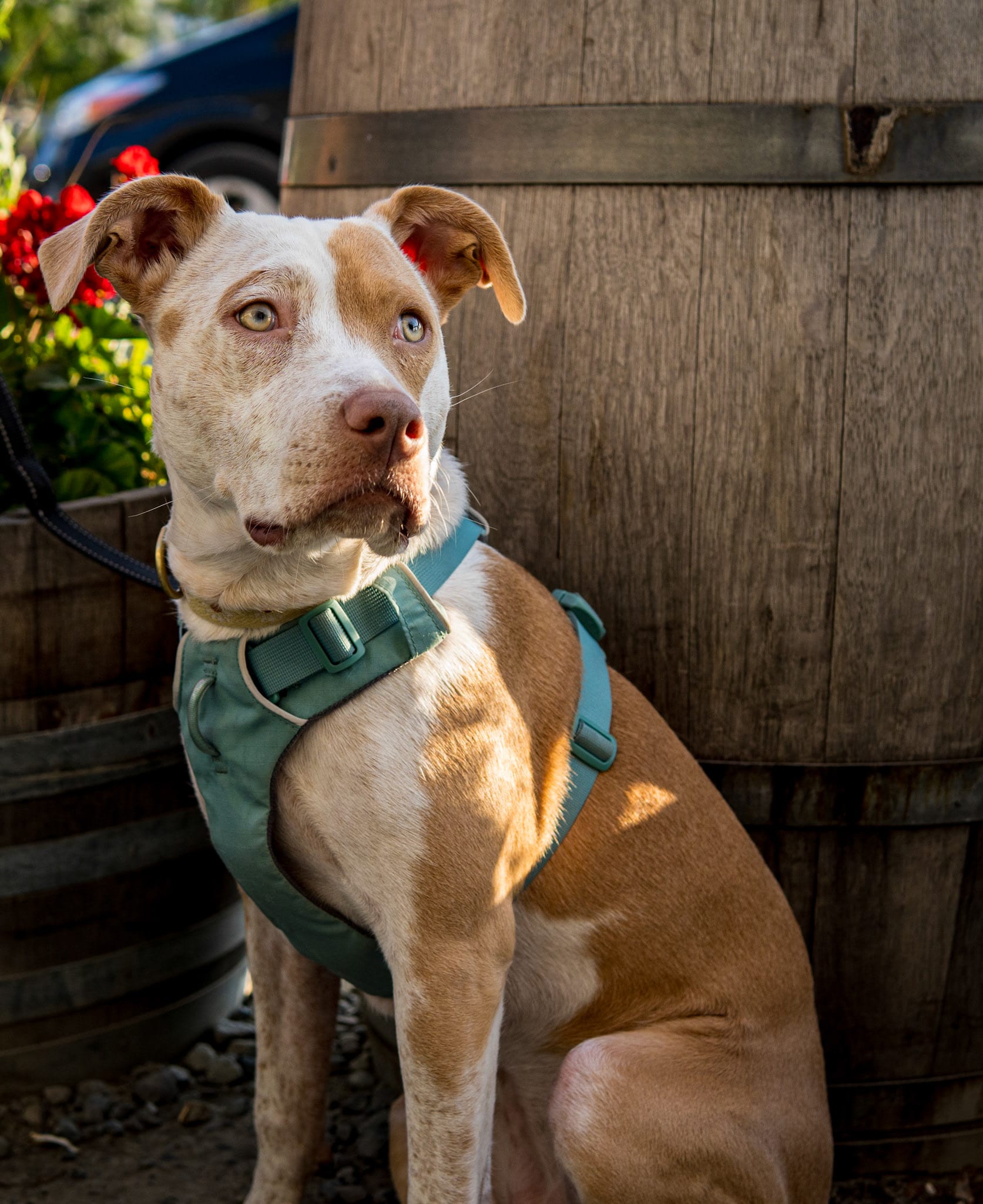 A tan pit bull in a teal harness sitting in front of a wine barrel, red flowers above.