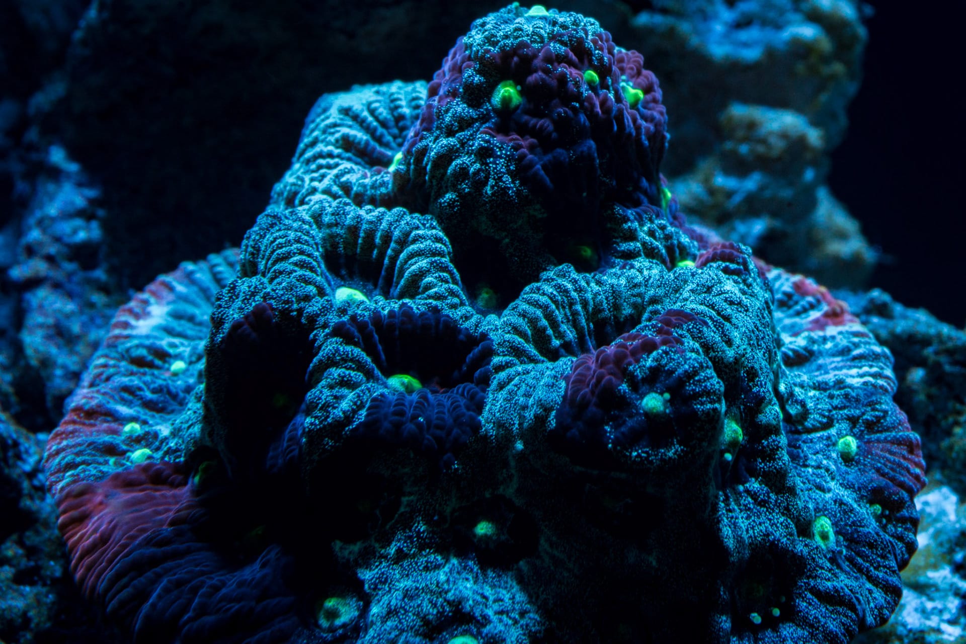 A cluster of teal and magenta polyps flecked with green, dark reef behind.