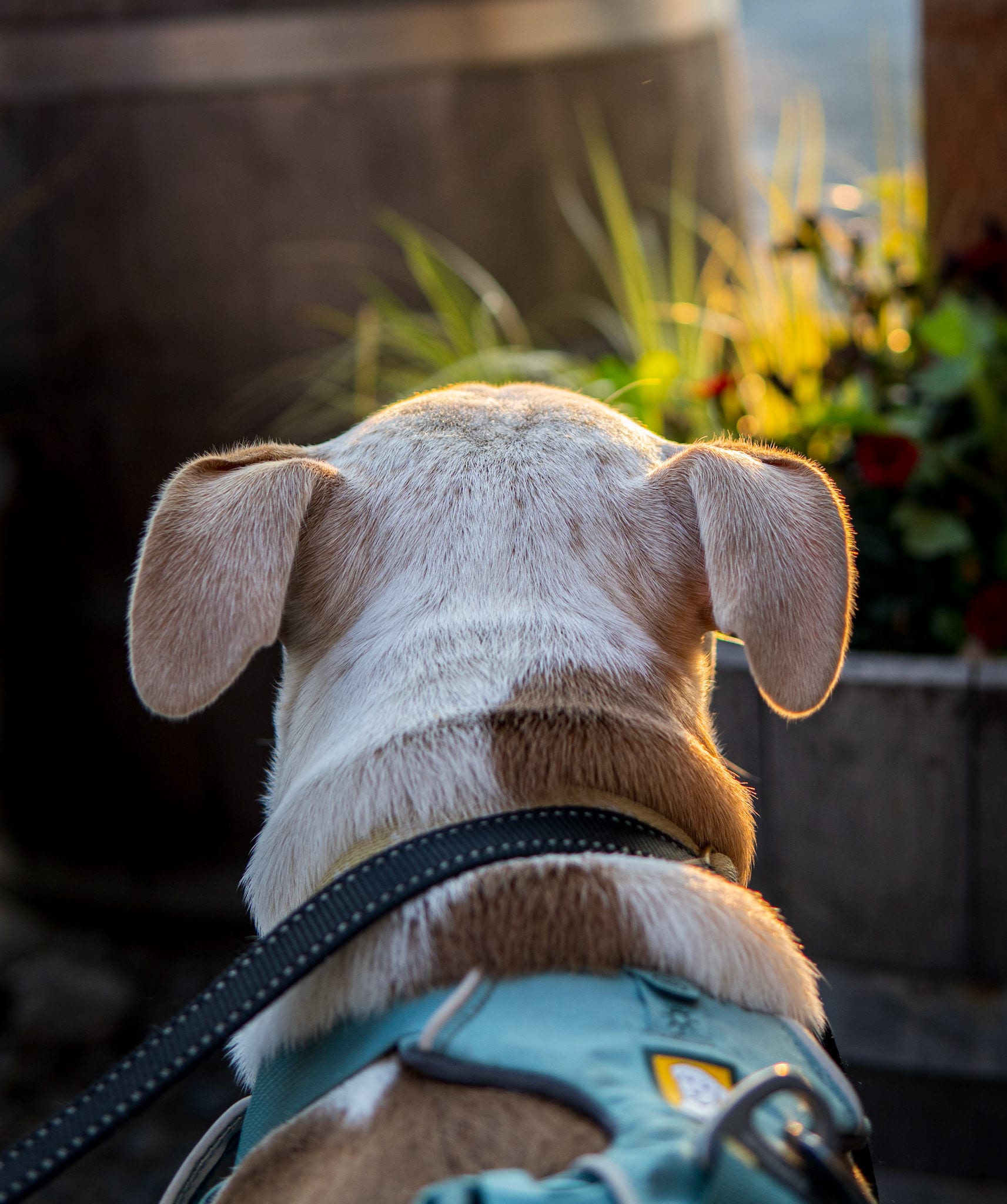 The back of a dog's head in a harness, looking off toward a barrel of flowers.