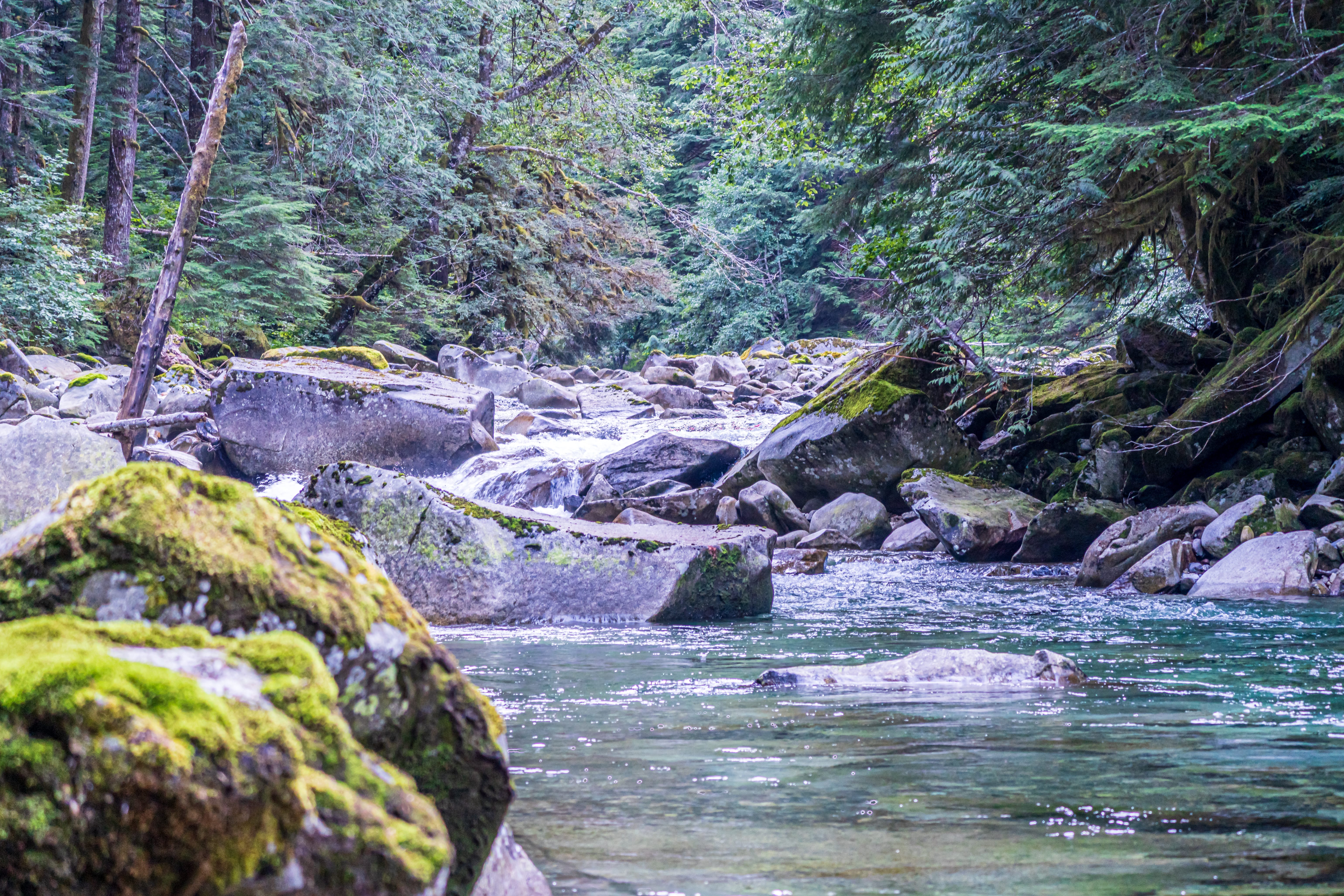 A clear creek runs through mossy boulders in a dense evergreen forest.