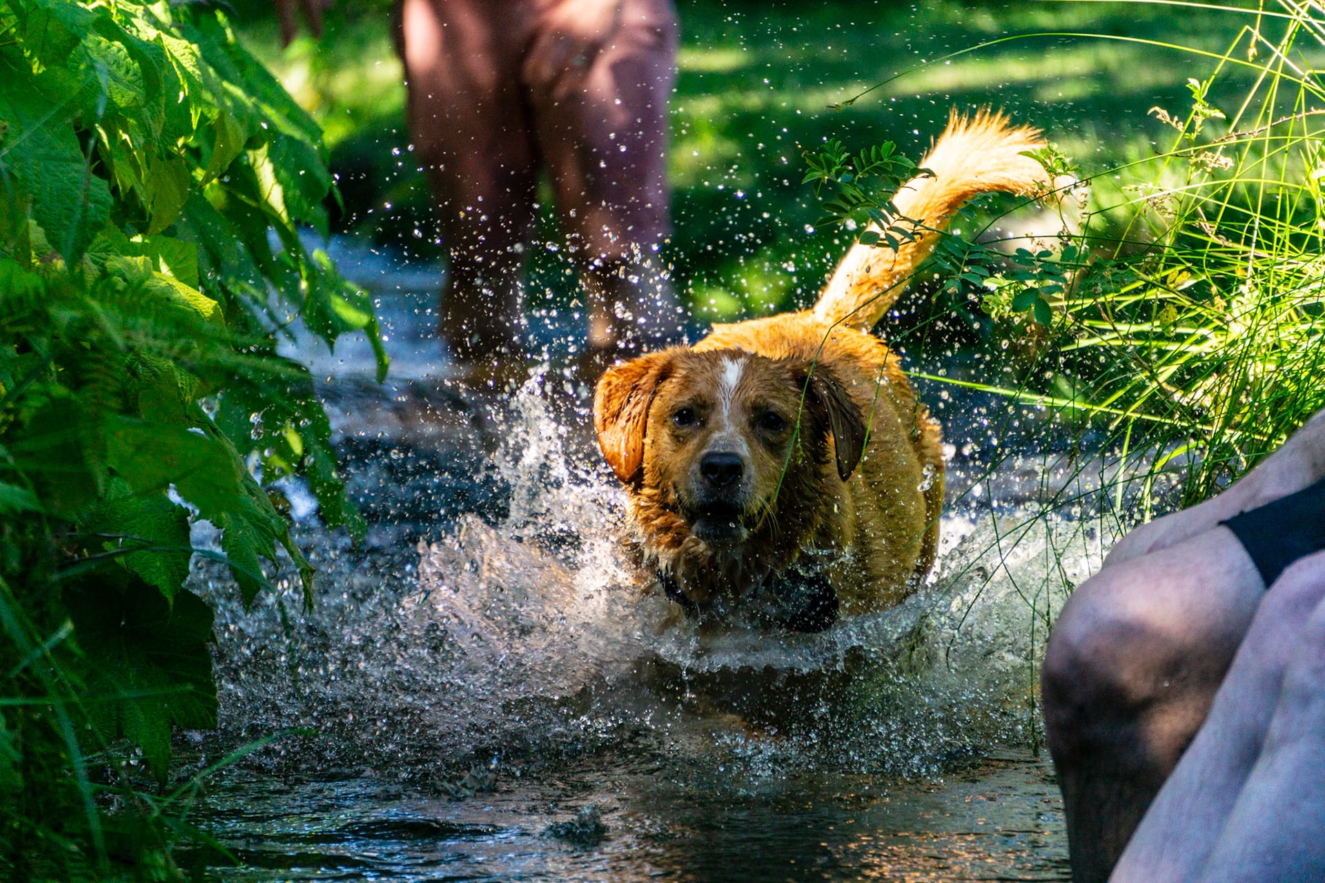 A golden retriever leaping clear of the water, spray coming off its coat.