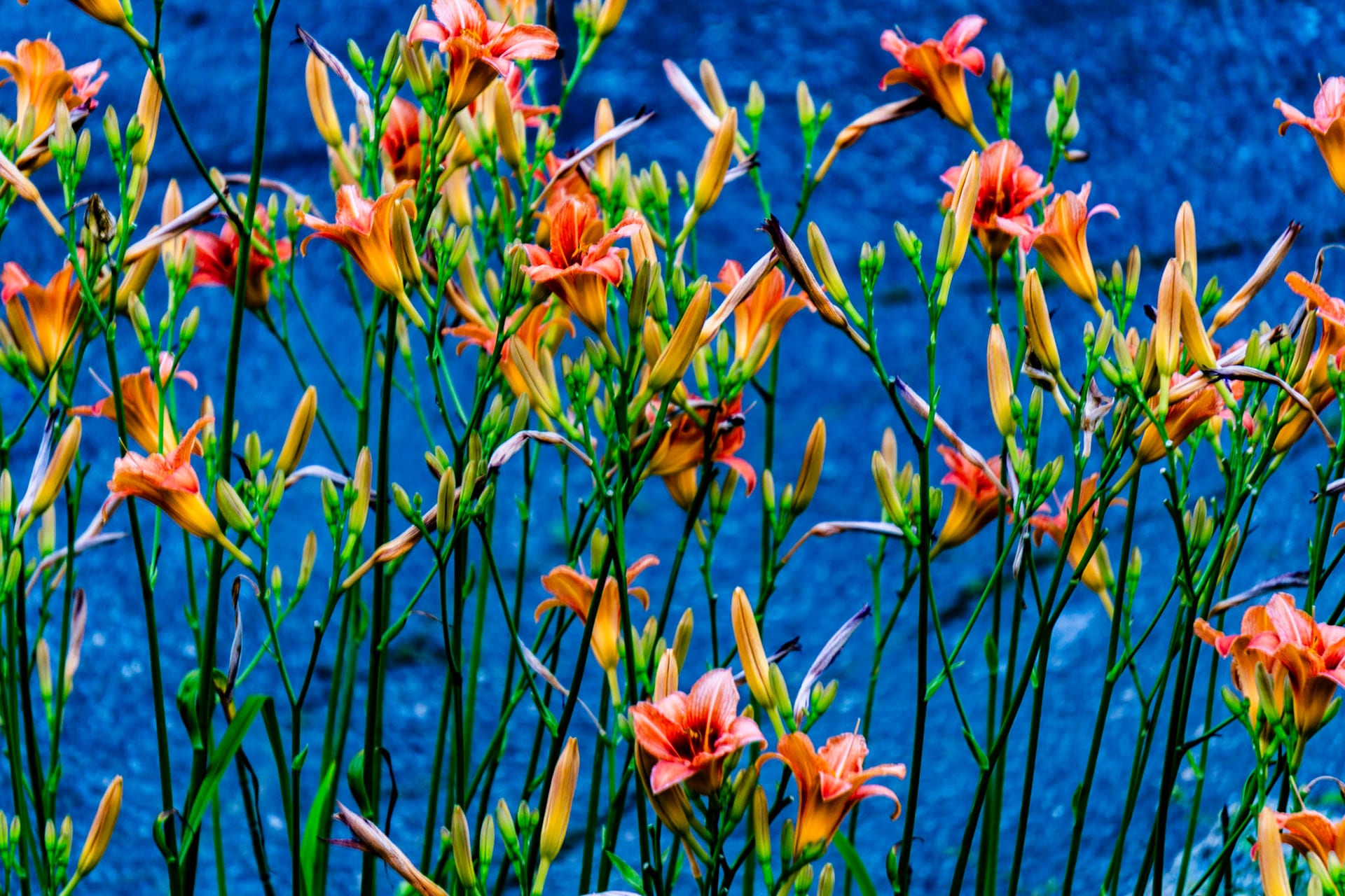 Orange daylilies open against a bright blue wall.