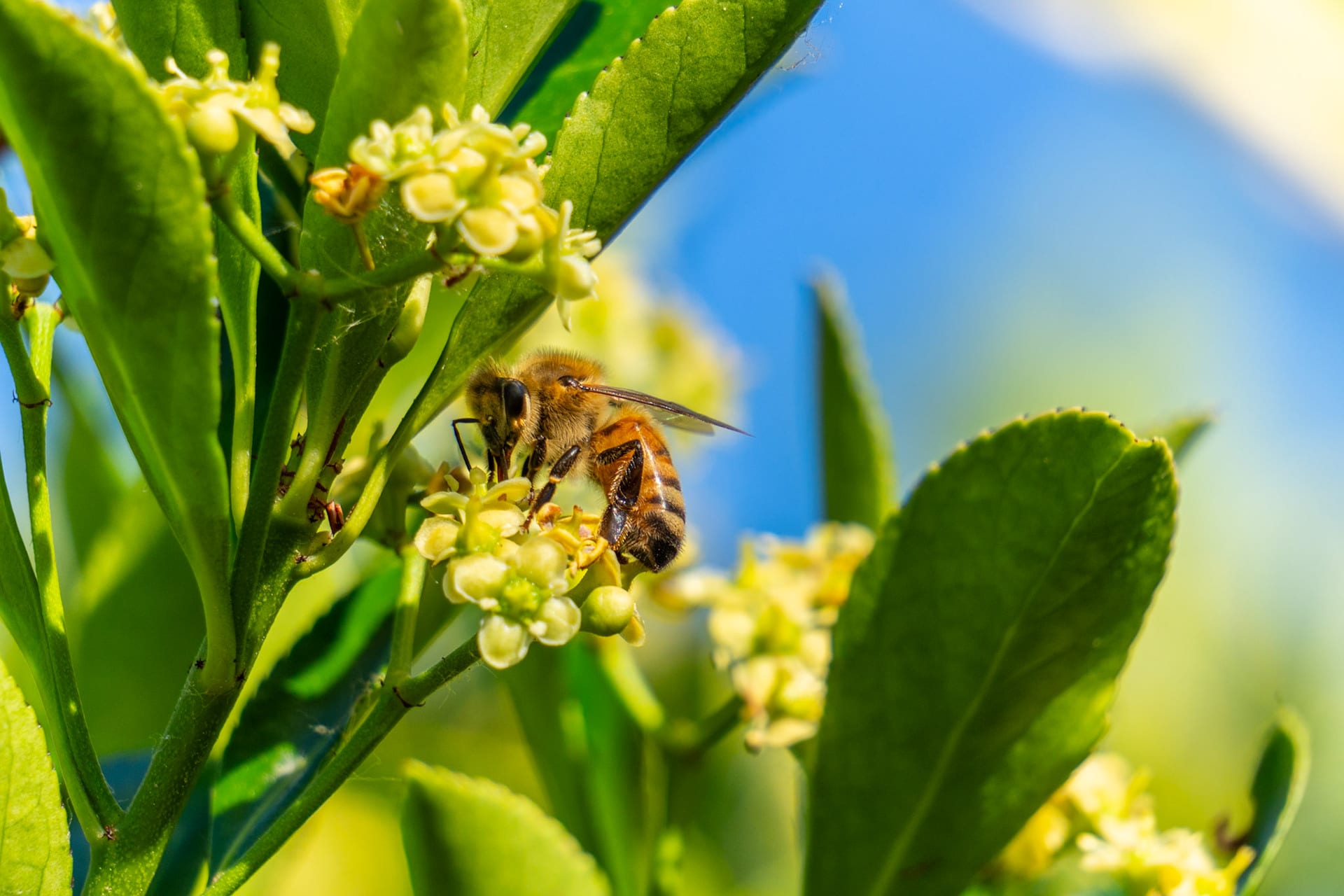 A honeybee on tiny yellow green blossoms, close enough to see the pollen on its legs.