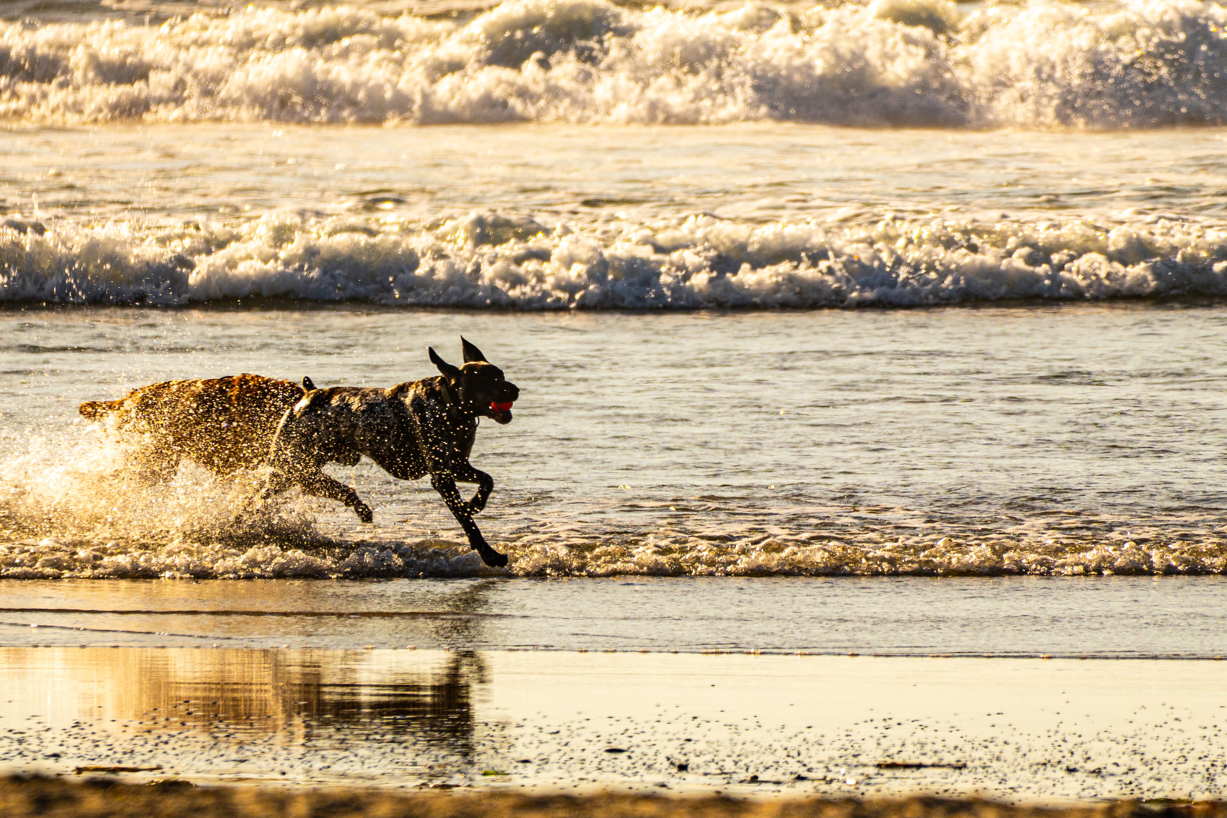 A dark dog sprints through shallow surf, kicking up golden spray.