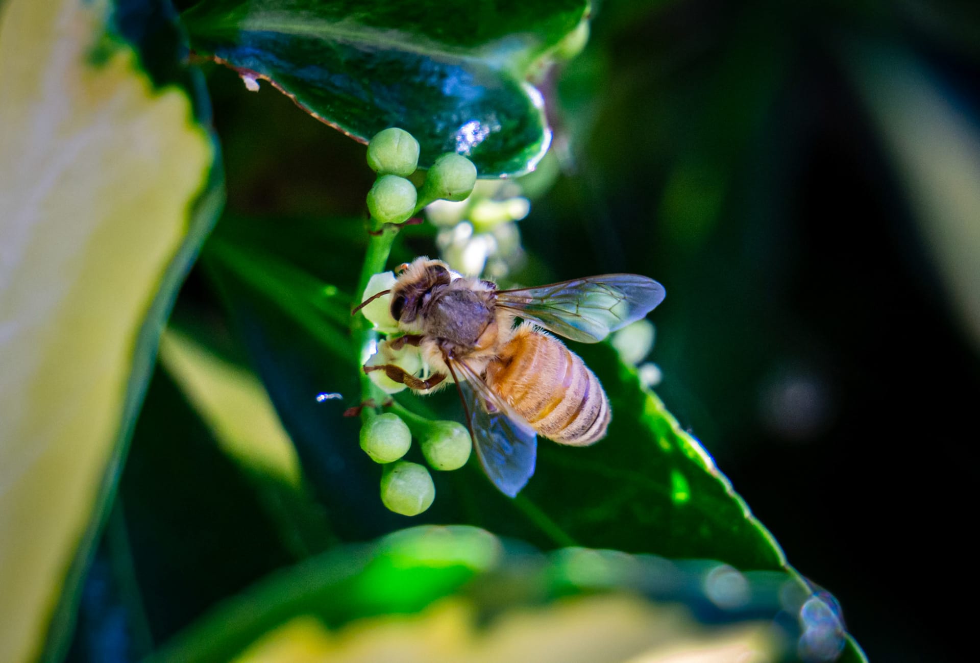 A honeybee at a green flower cluster still beaded with dew.