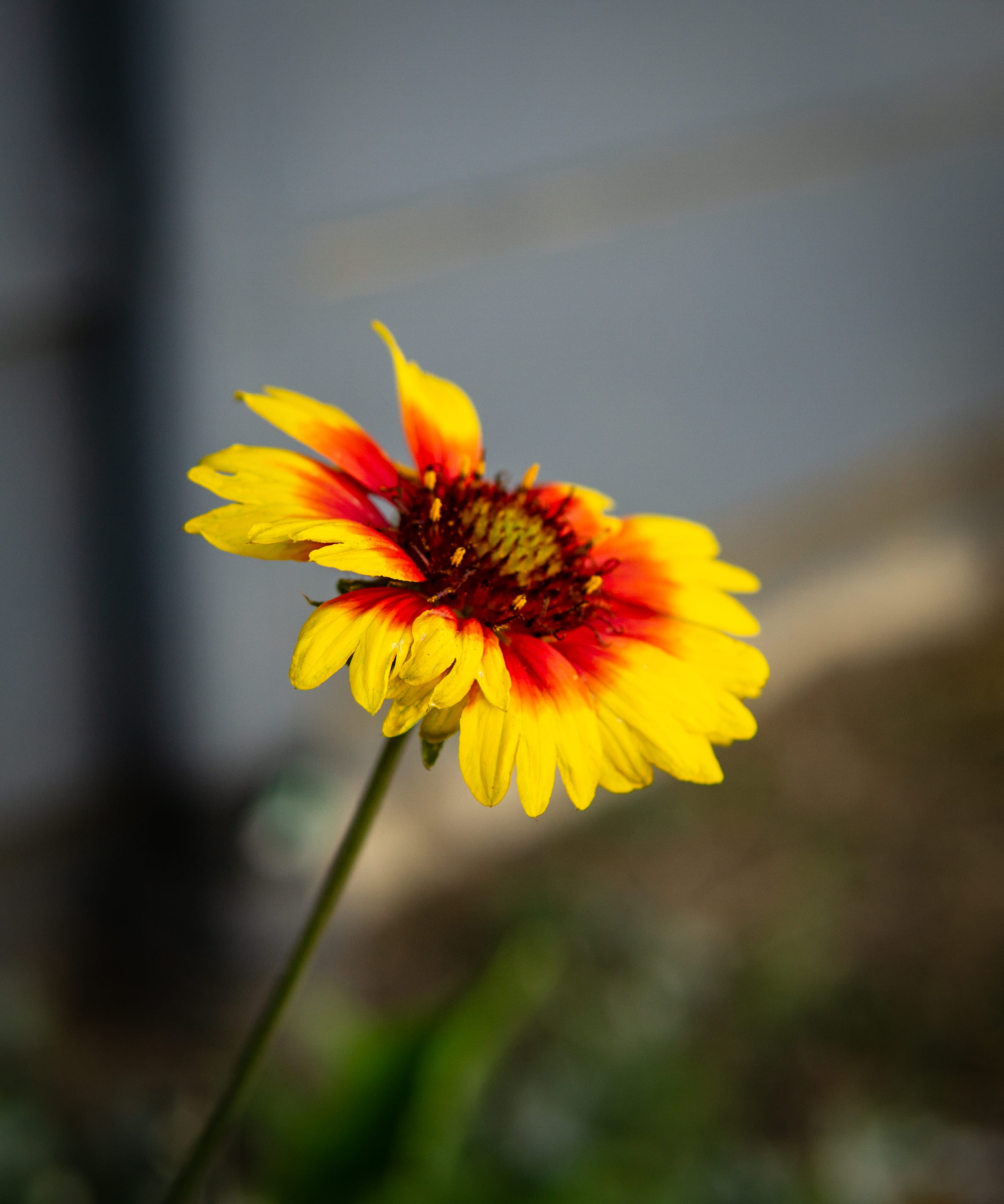 A yellow-and-red flower blooms against a softly blurred background.