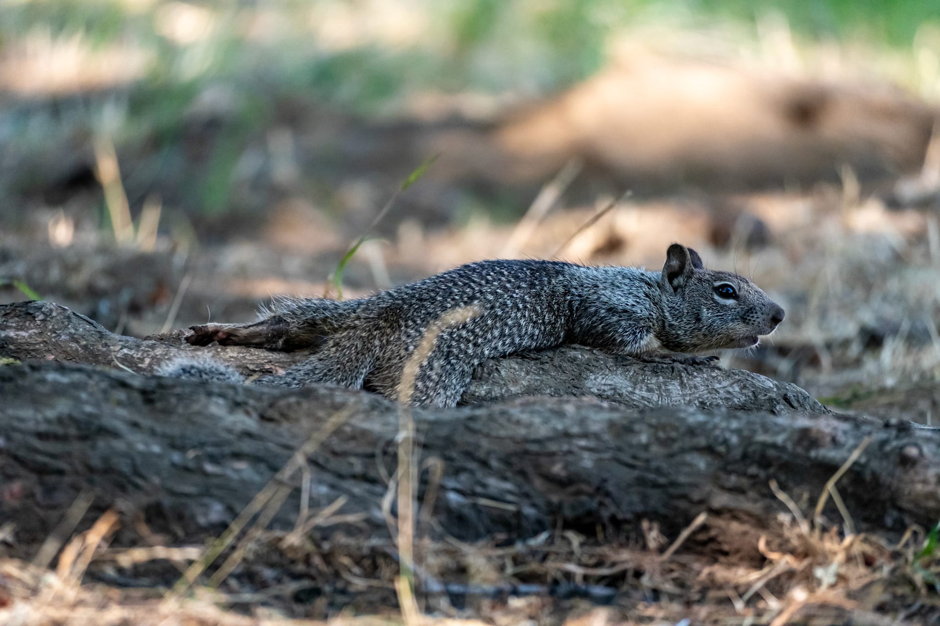 A ground squirrel stretched flat on bare dirt in the shade.