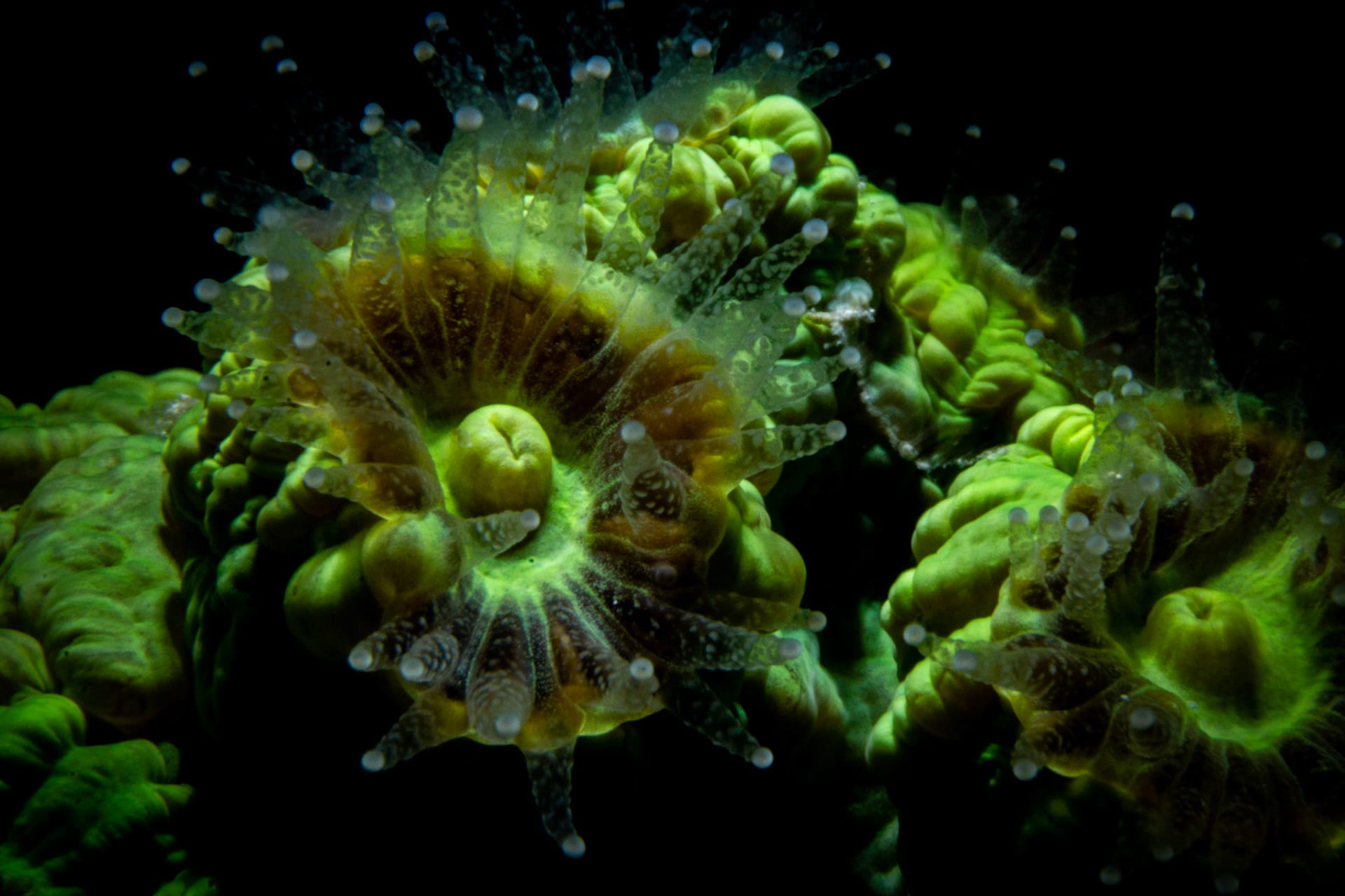 A branching torch coral in acid green, its long polyps trailing in the current against black water.