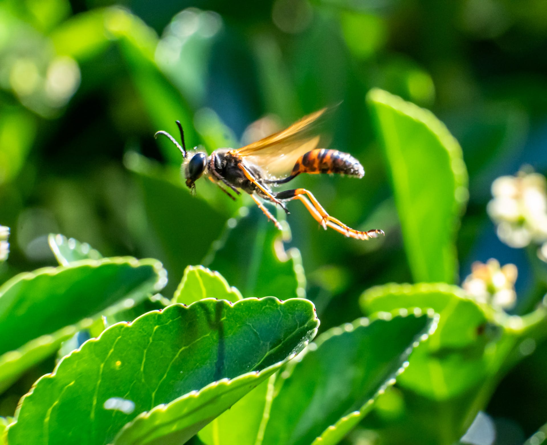 A honeybee on white blossoms among dewy green leaves.