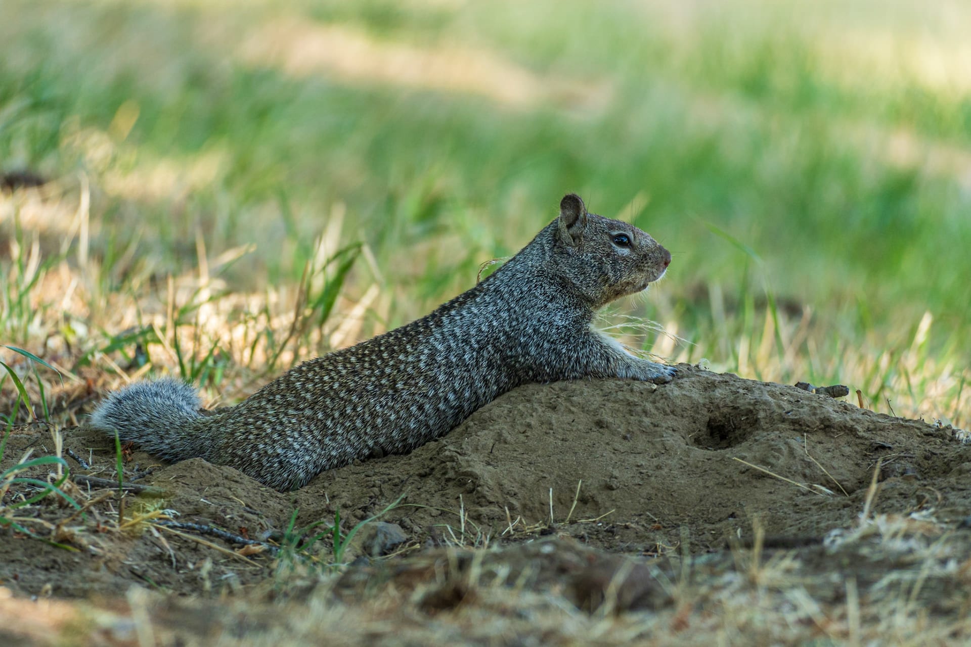 A ground squirrel lying stretched out on dry grass.
