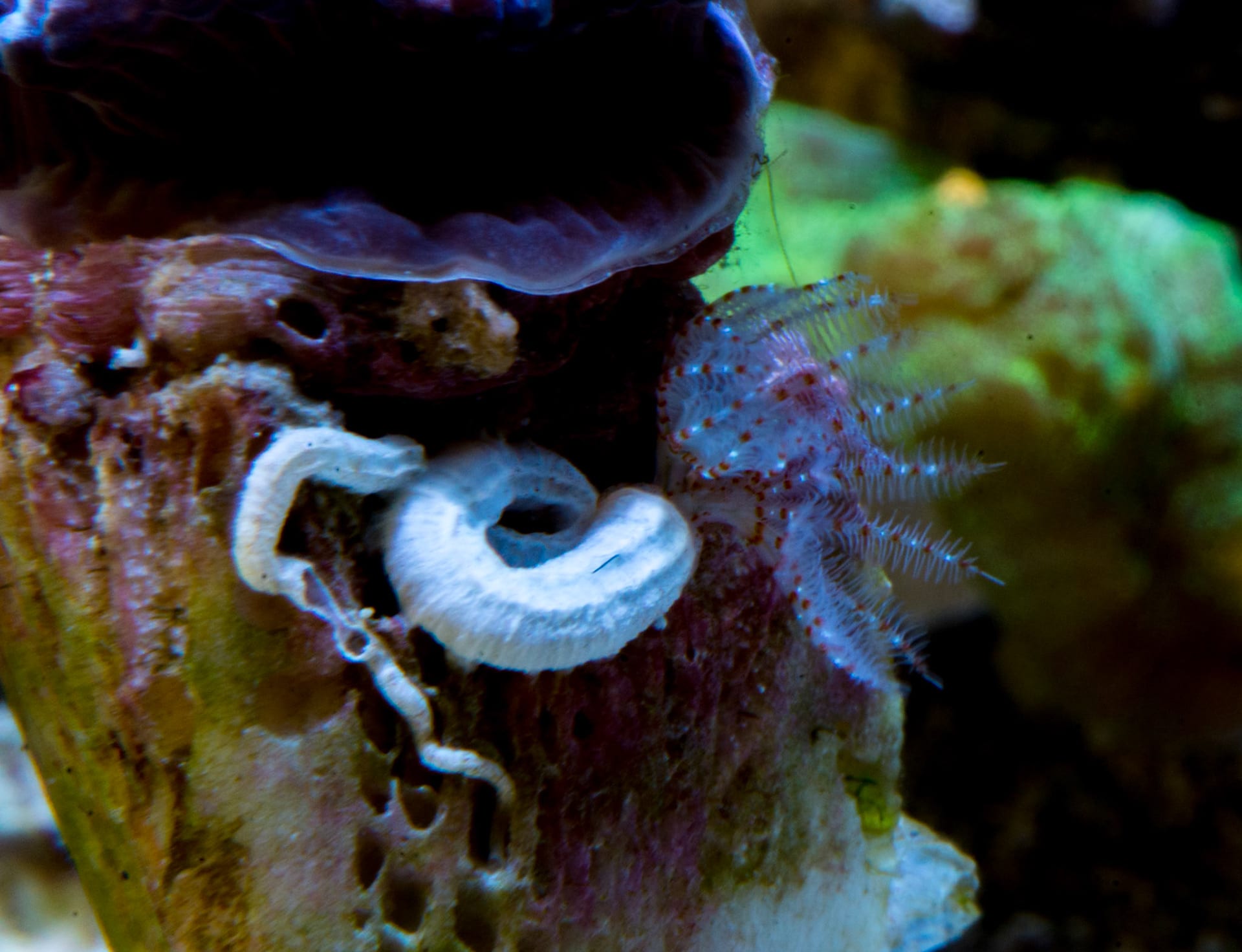 A feather duster worm with its white and lilac crown out, olive and green coral crowding around it.