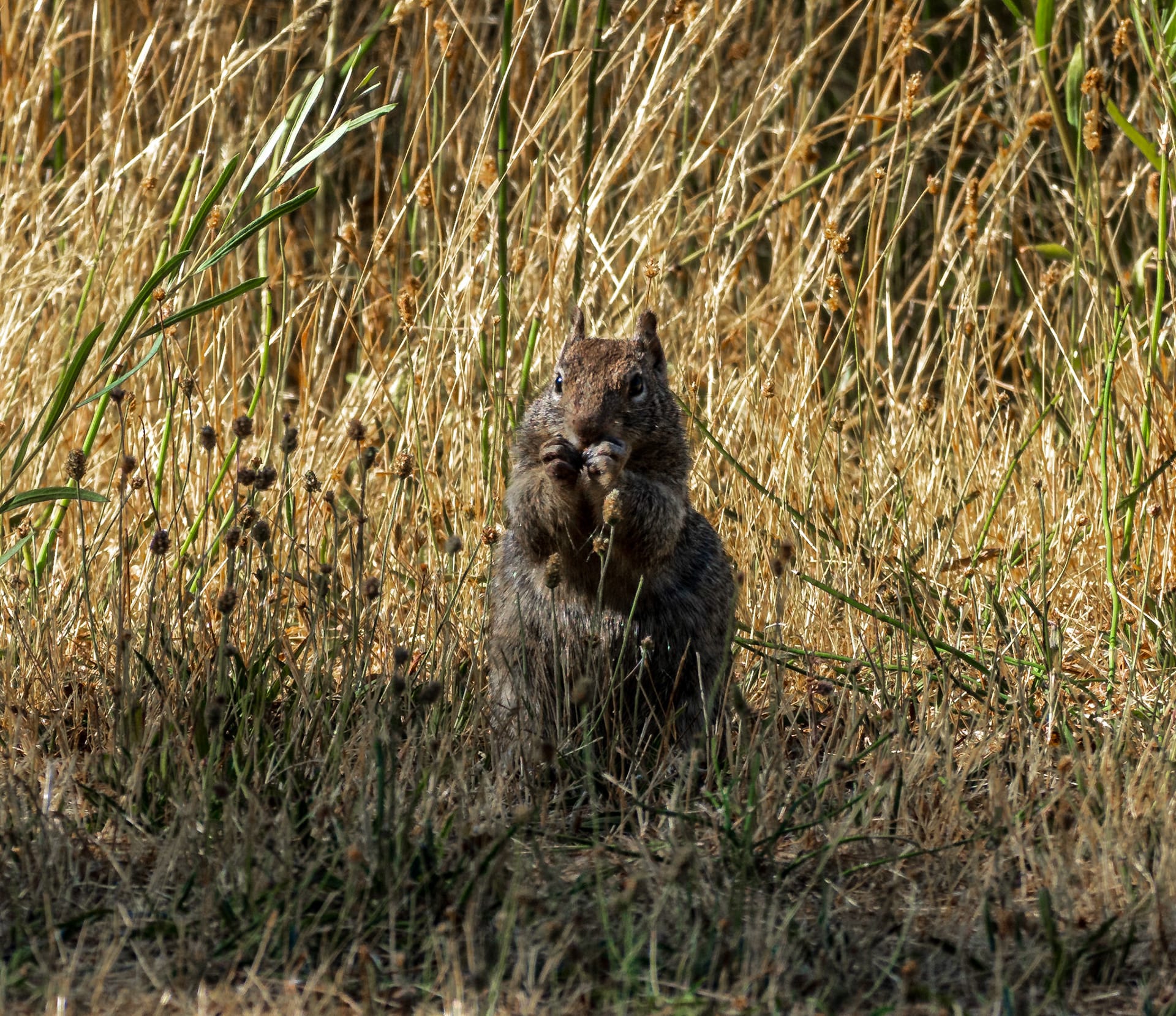 A ground squirrel sitting up in tall dry grass.