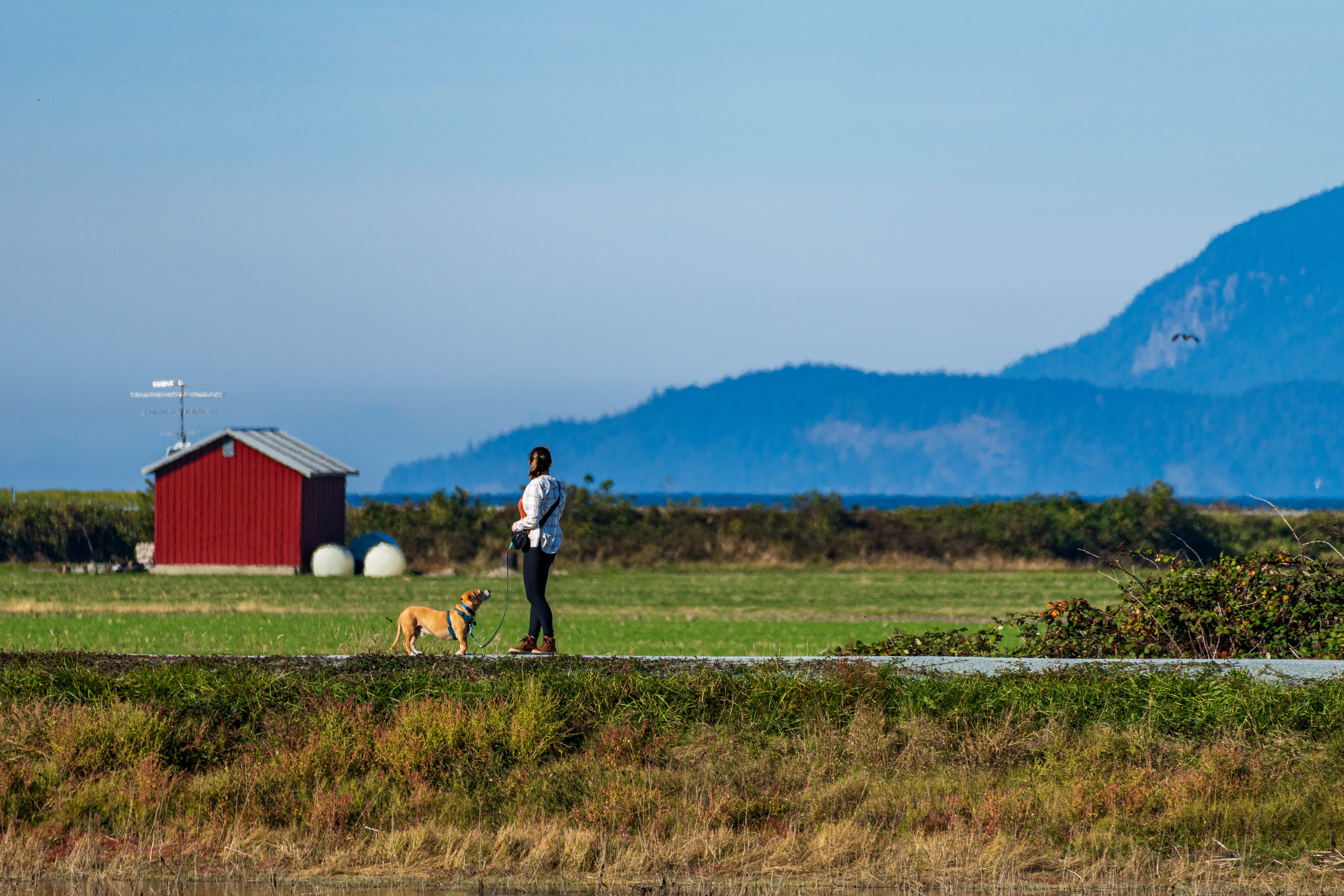 A person walks a dog along a rural path past a red shed and distant blue mountains.