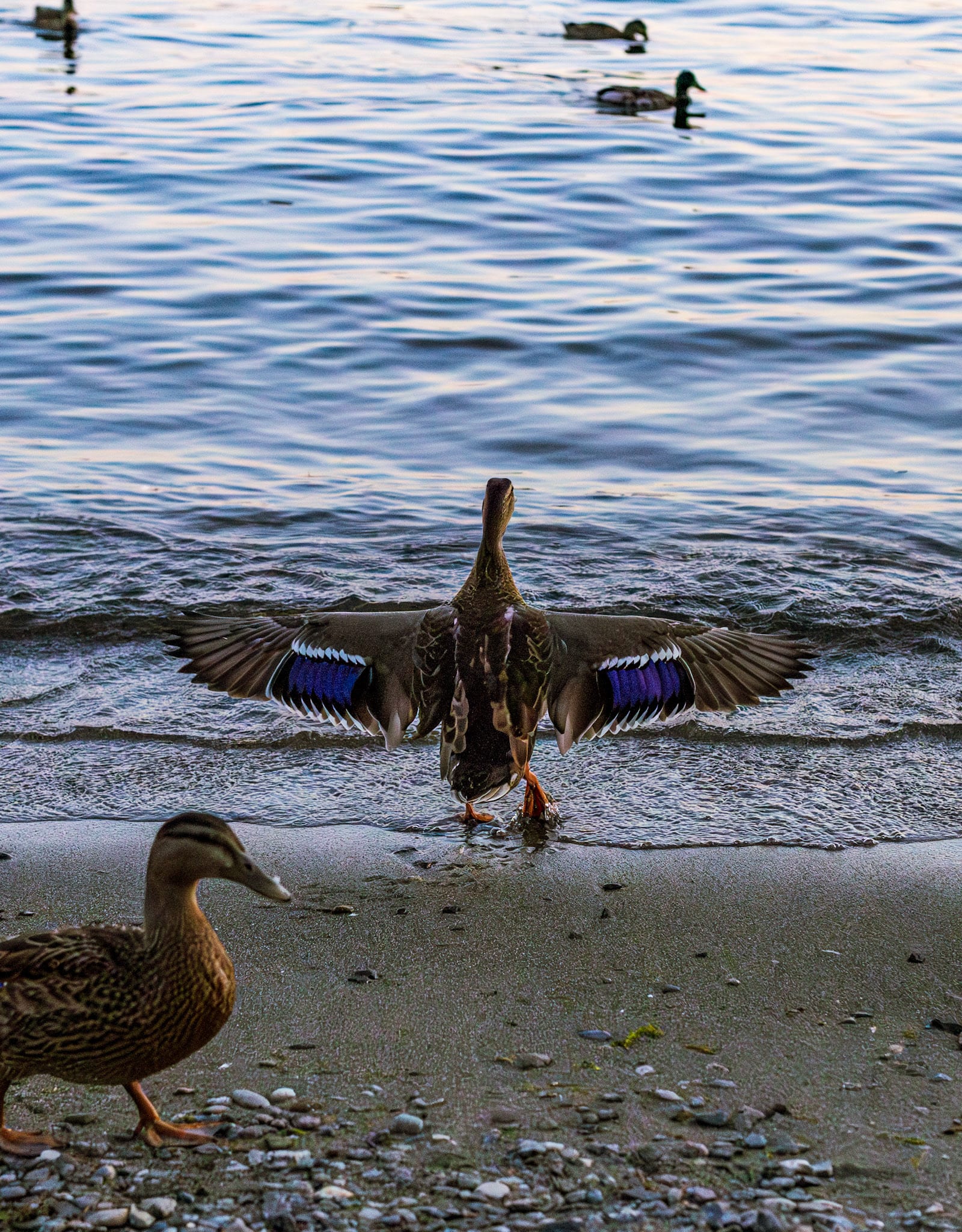 A pair of mallards on a sandy shoreline, the drake with his wings spread.