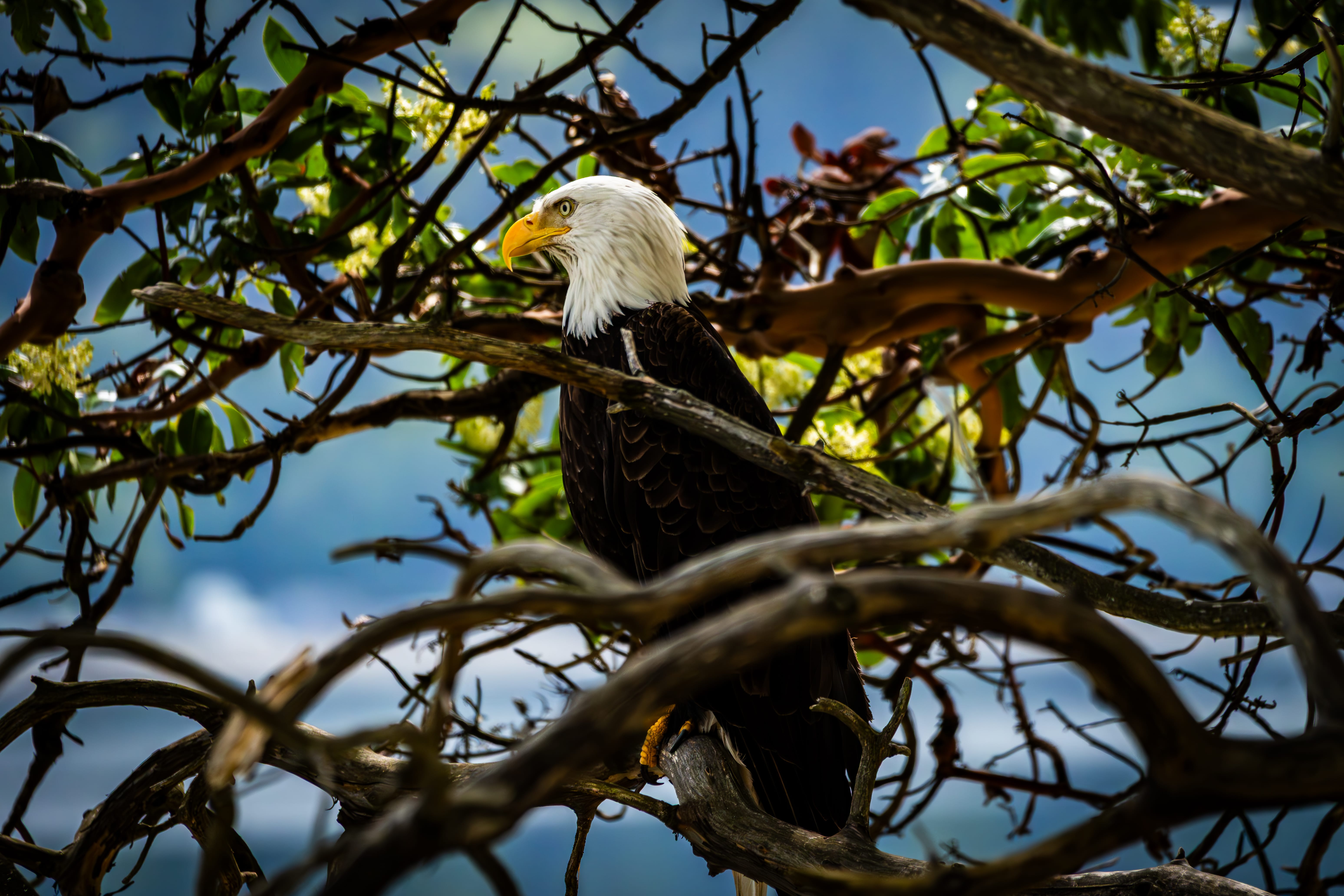 A bald eagle calls from a tangle of sunlit tree branches.