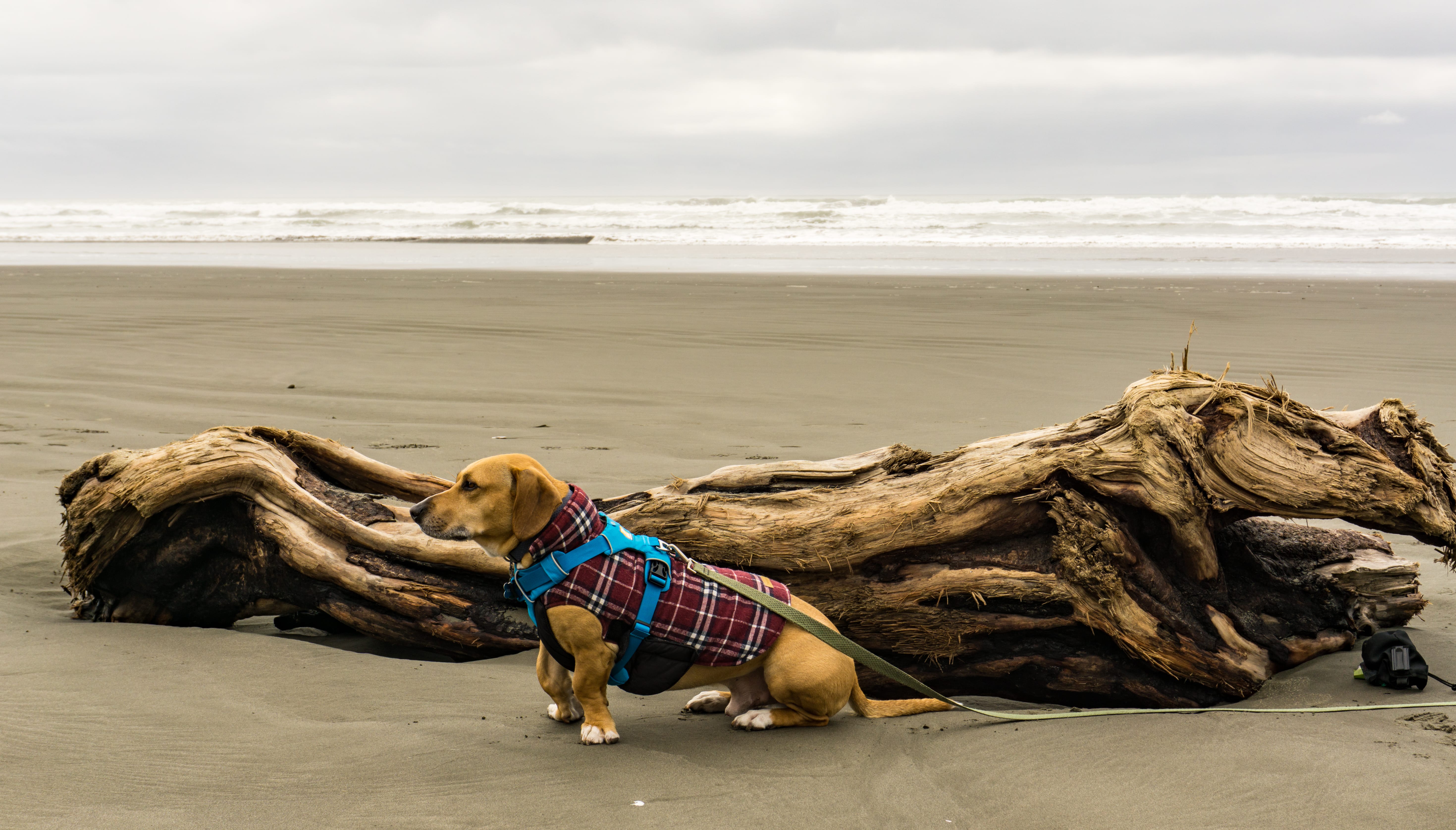 A small tan dog in a plaid coat sits beside driftwood on a broad, overcast beach.