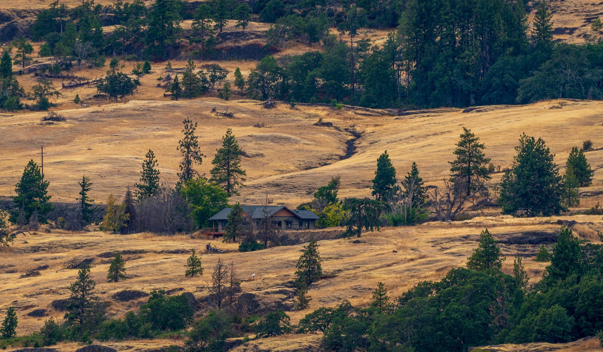 Dry golden hills with scattered dark trees, dropping away into a canyon.