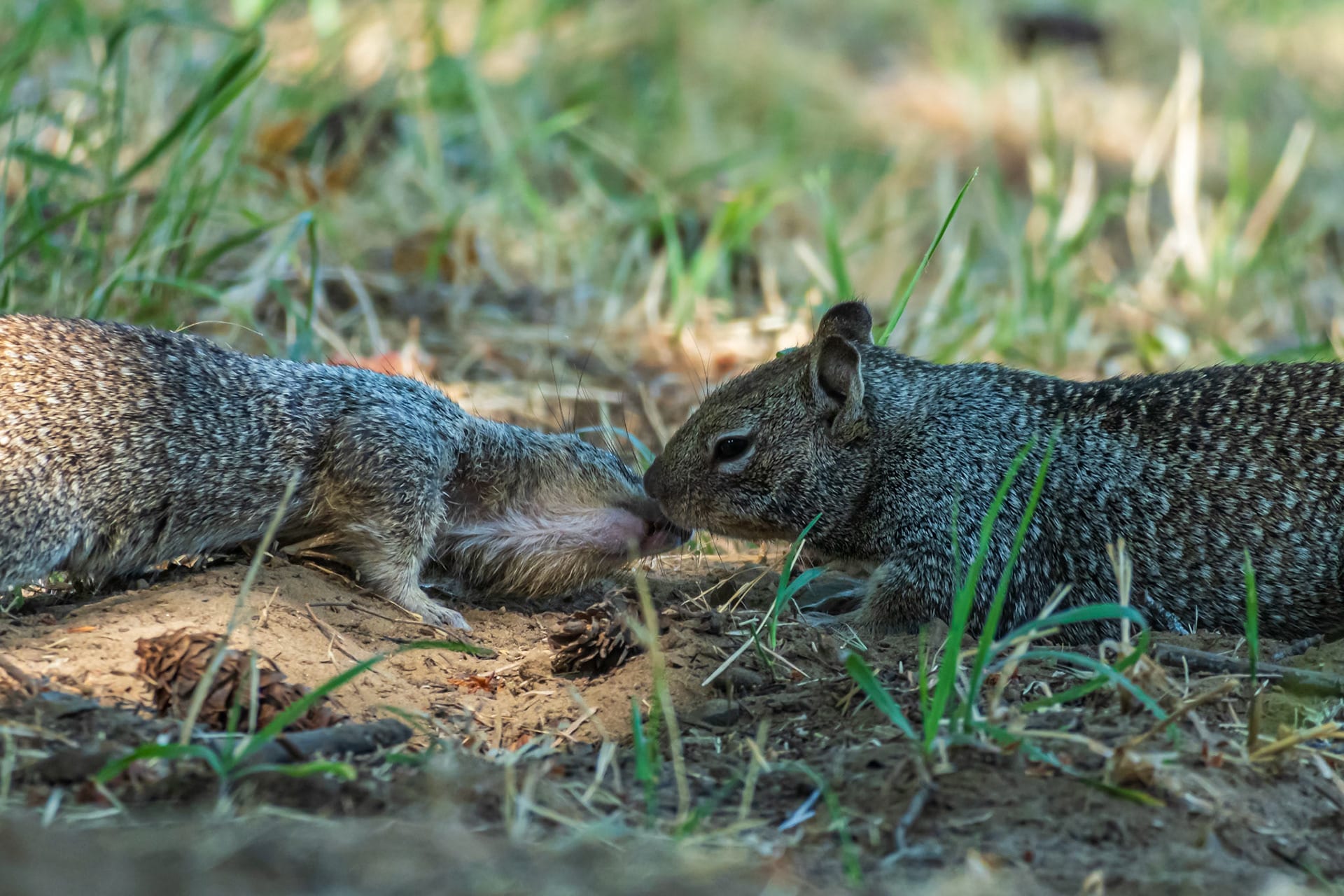 Two ground squirrels together on bare ground, one leaning into the other.