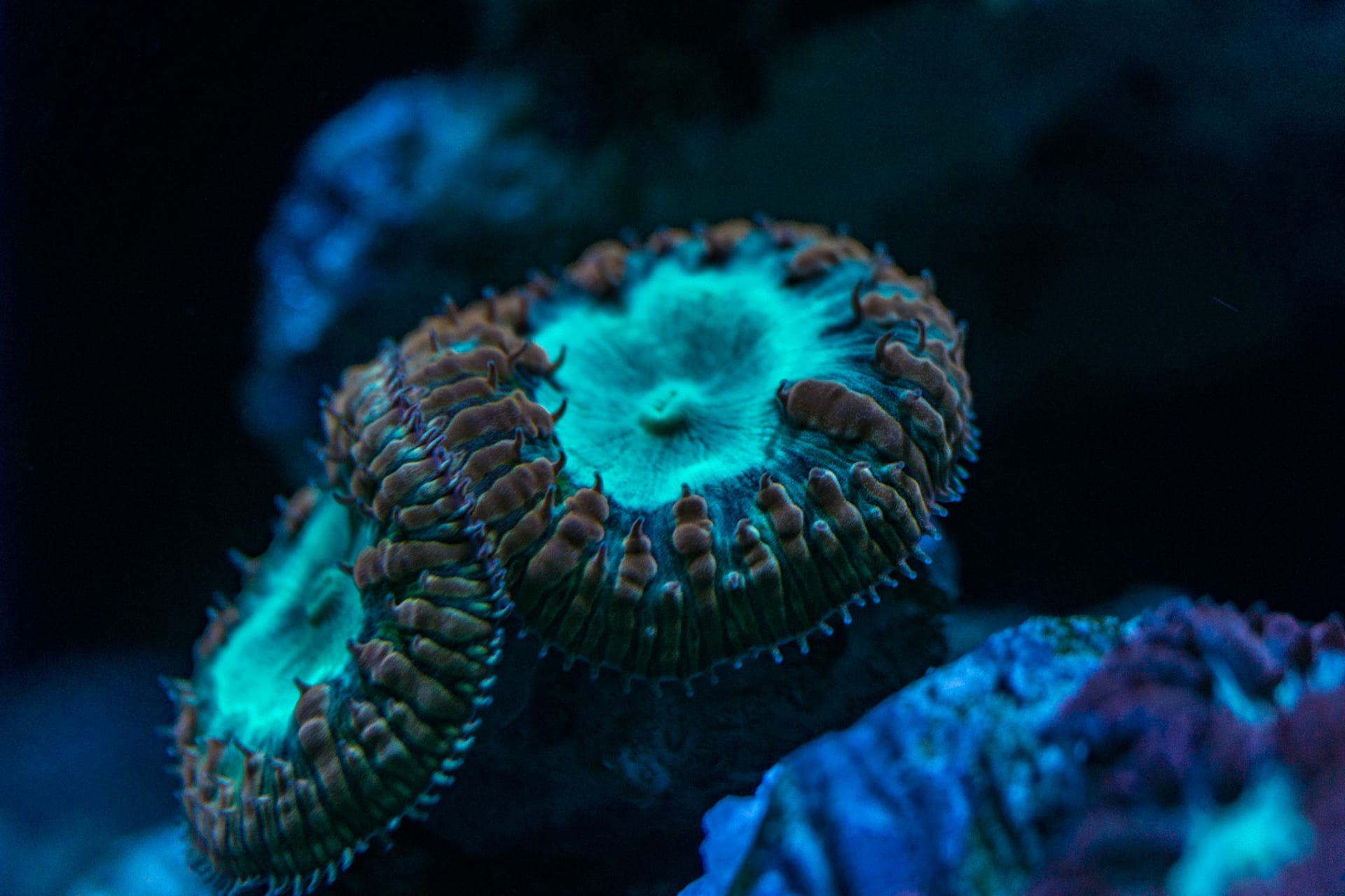 Two ringed polyps with teal centres open on blue lit rock.