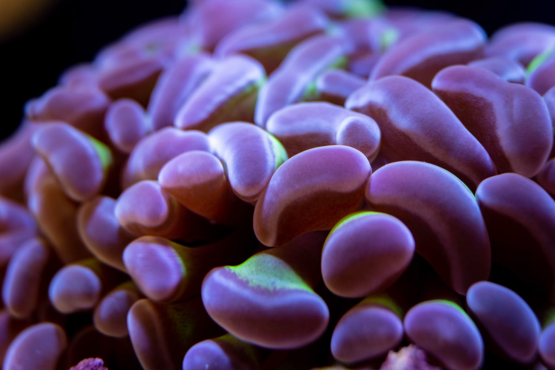 The tentacles of a magenta bubble tip anemone filling the frame, each tip edged in green.