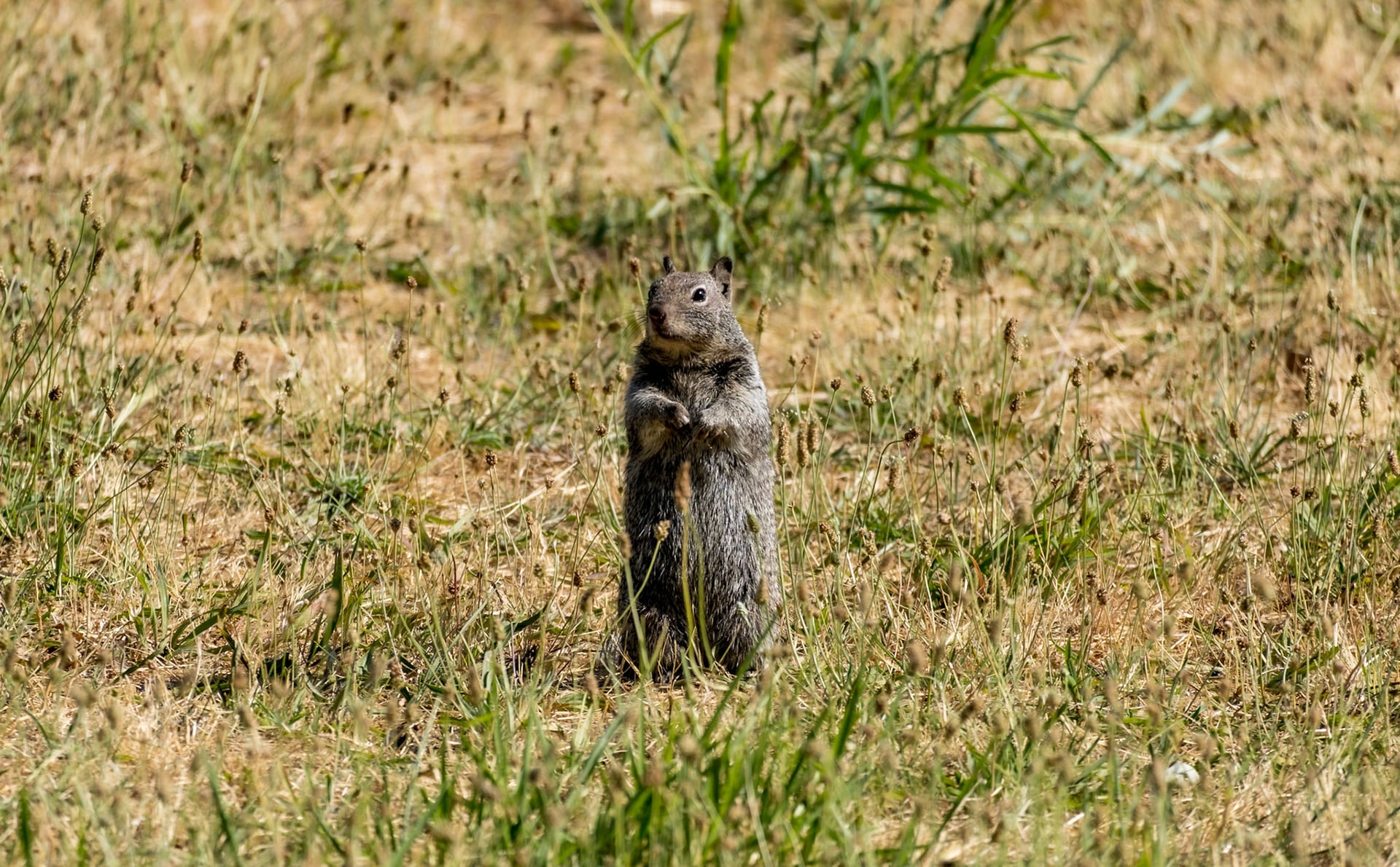 A ground squirrel standing upright in green grass.
