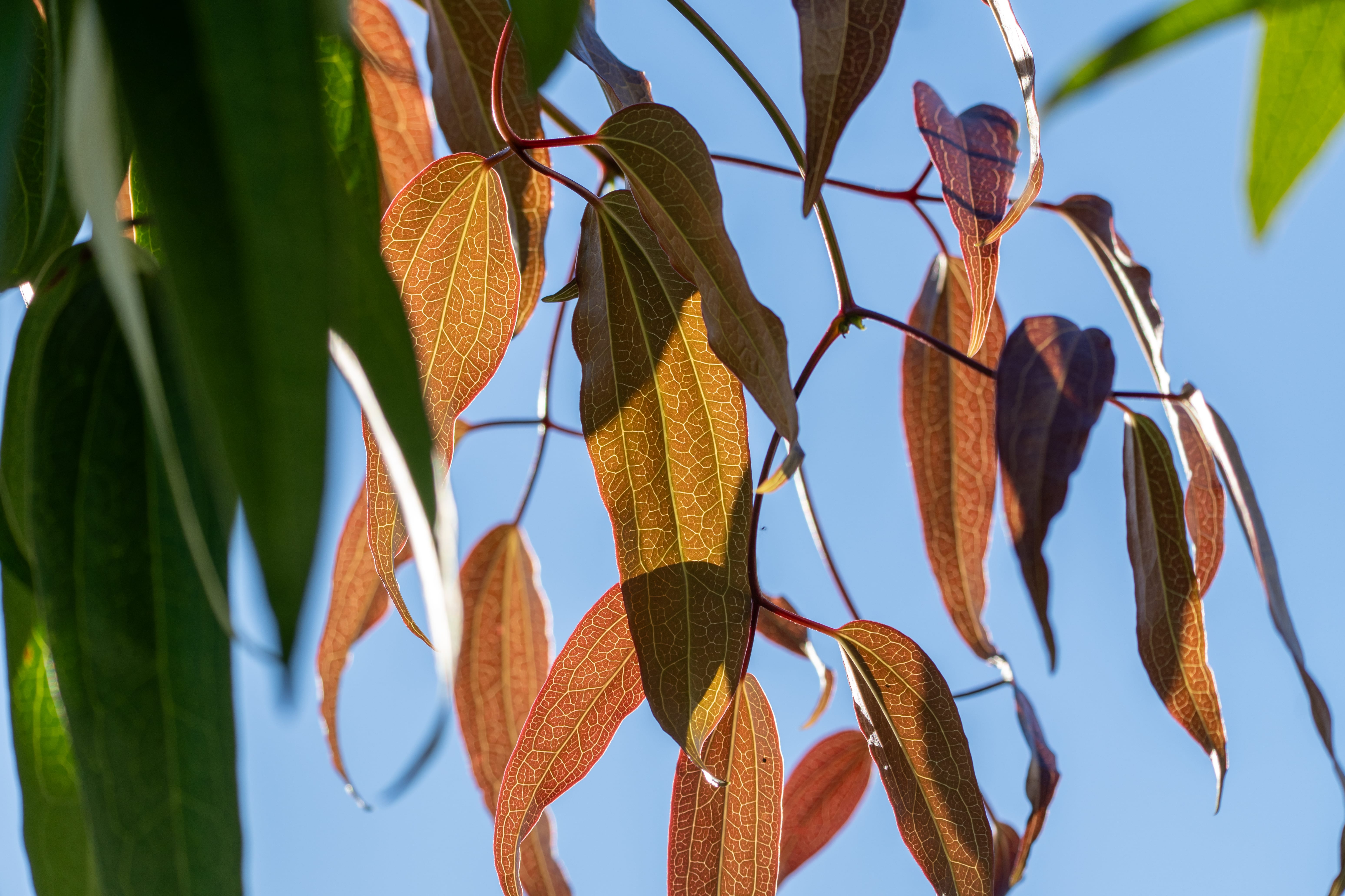 Sunlight passes through red and green leaves against a blue sky.