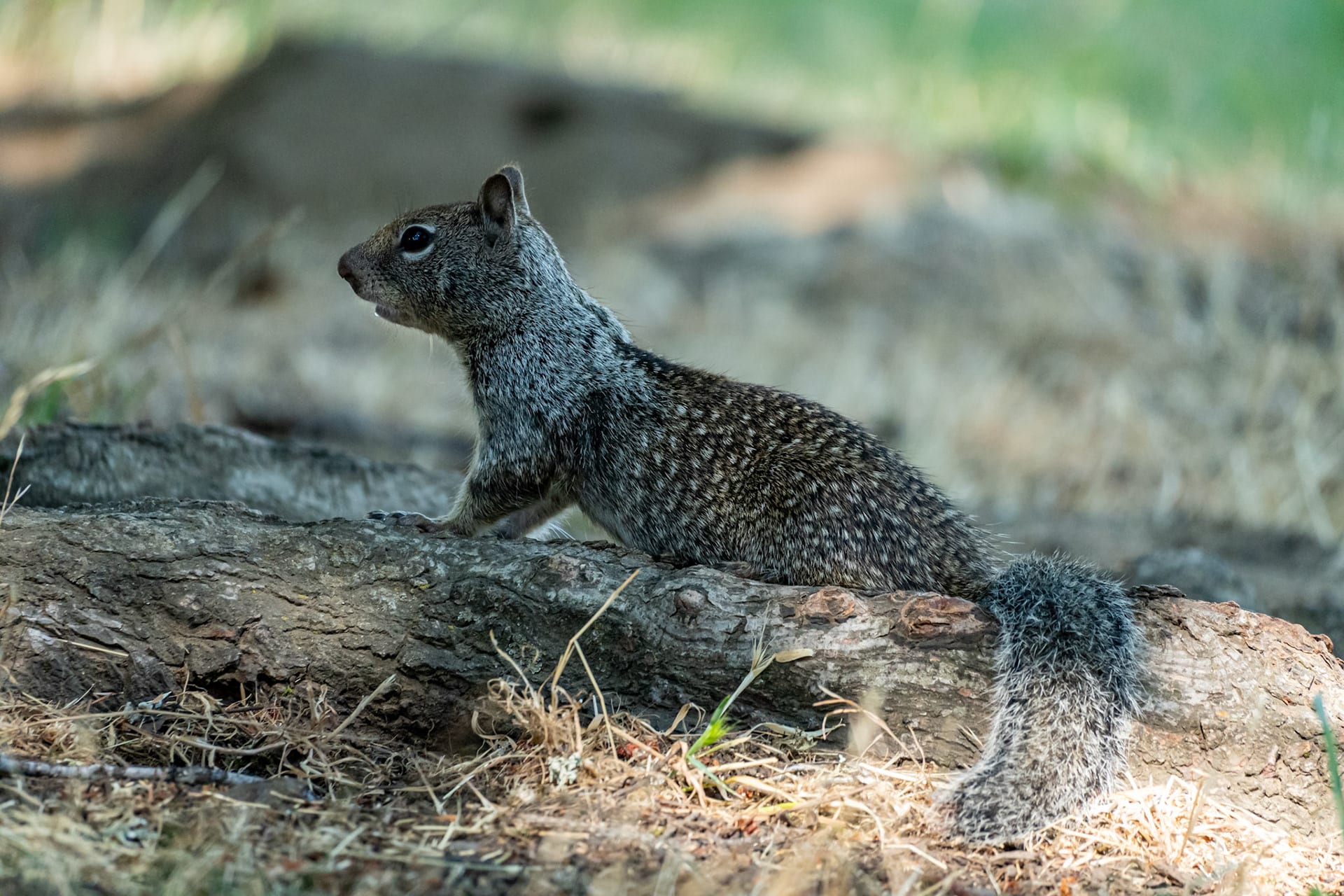 A ground squirrel lying along a rock with its tail out behind it.