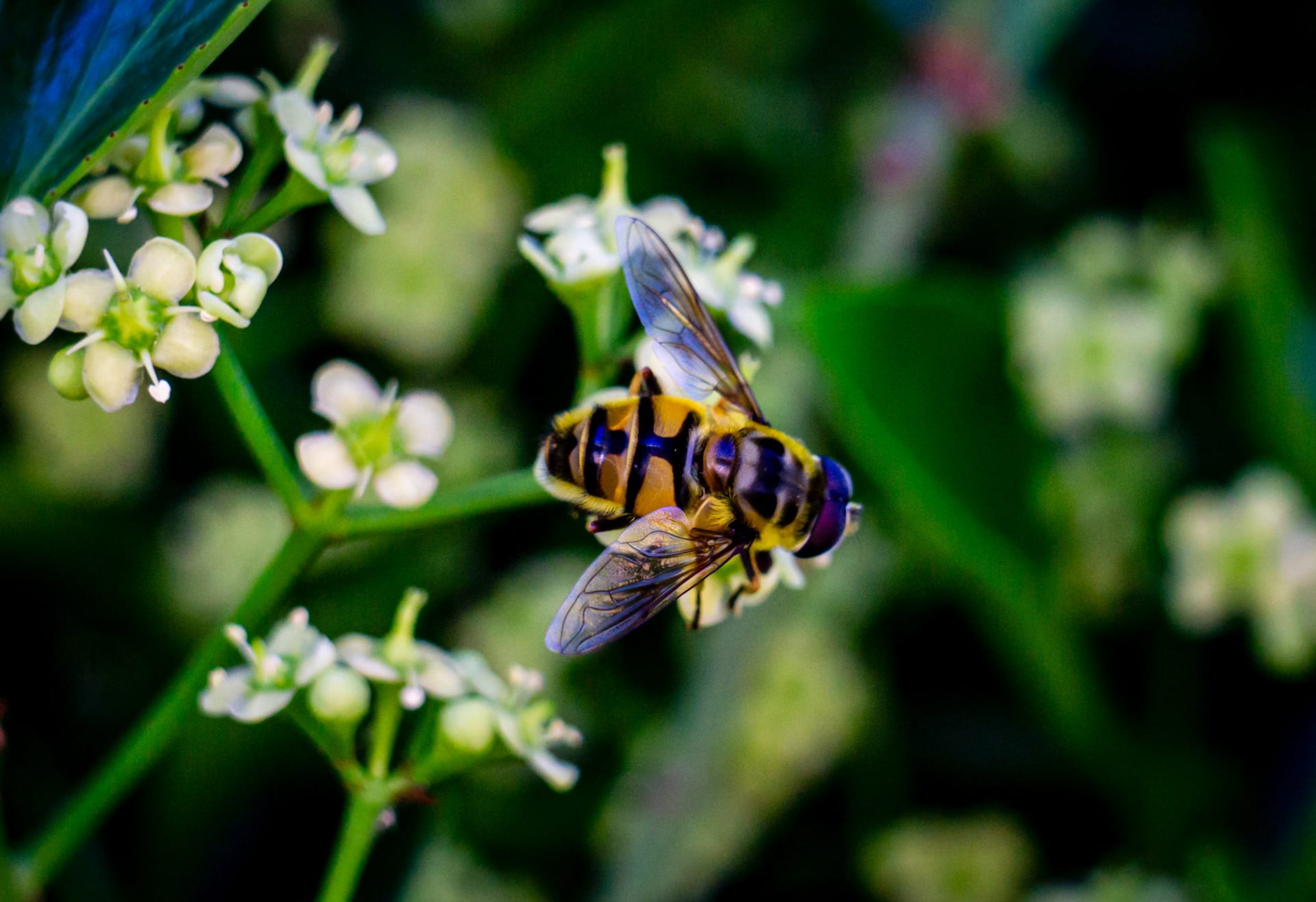 A bee working a spray of small white blossoms.