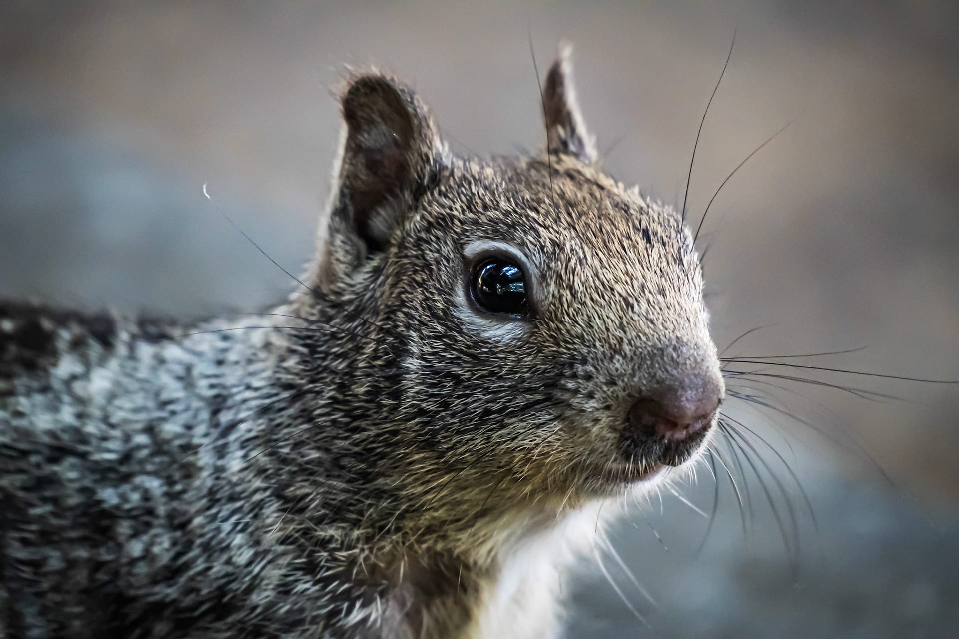 A tight portrait of a squirrel's face, whiskers picked out by the light.