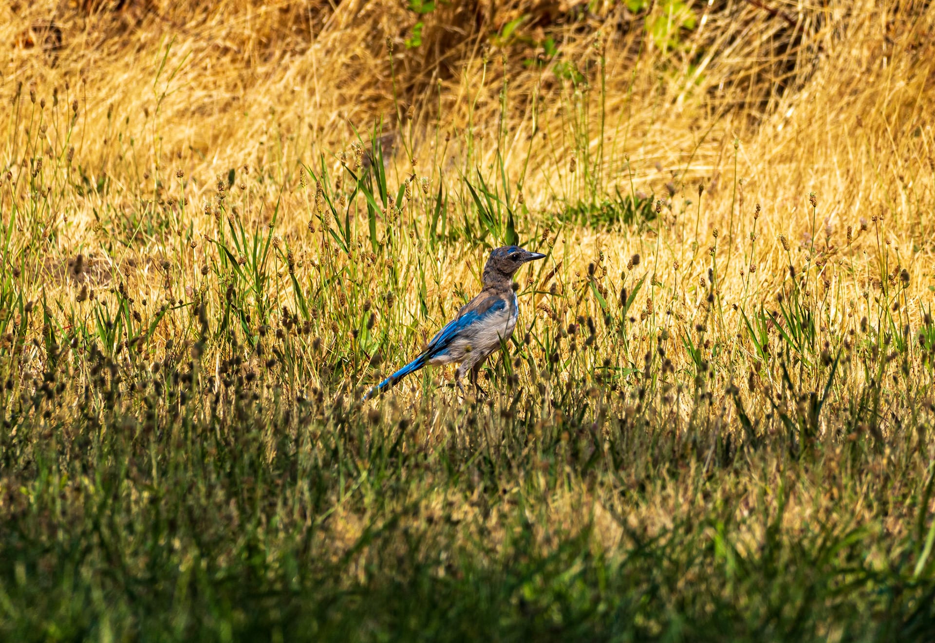 A blue scrub jay standing in sunlit dry grass.