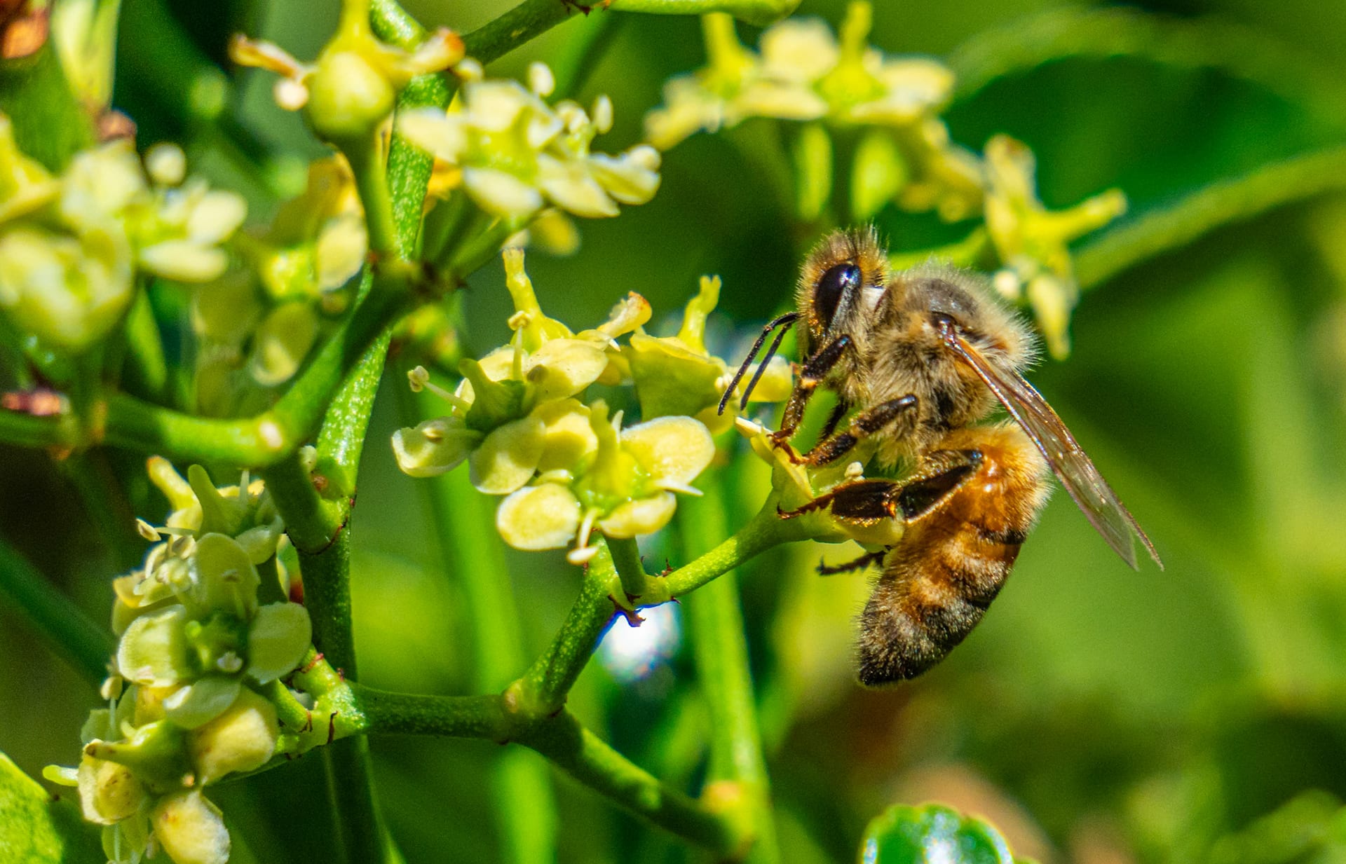 A honeybee on a cluster of green flower buds in full sun.