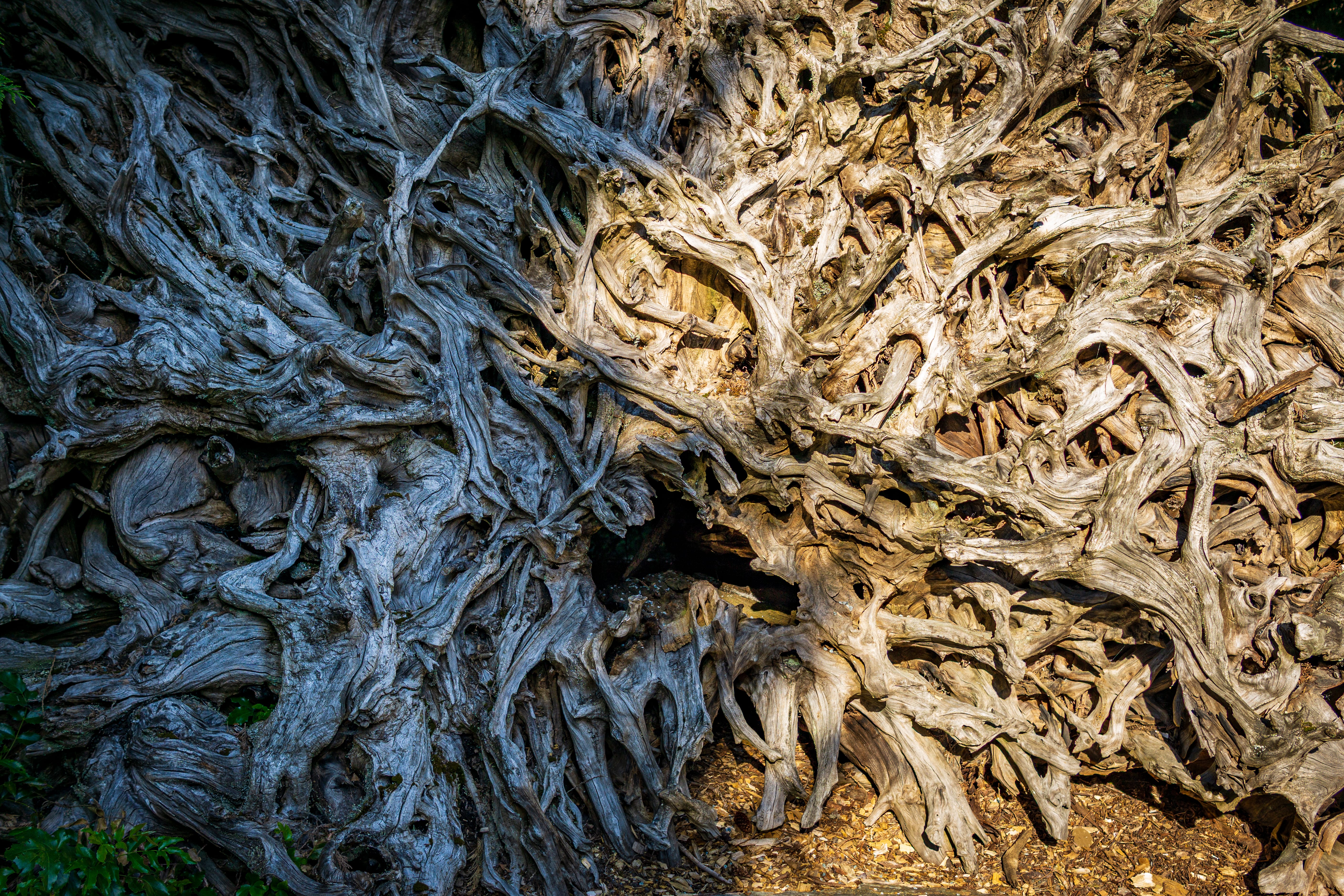 Sunlight reveals a dense wall of twisting exposed tree roots.