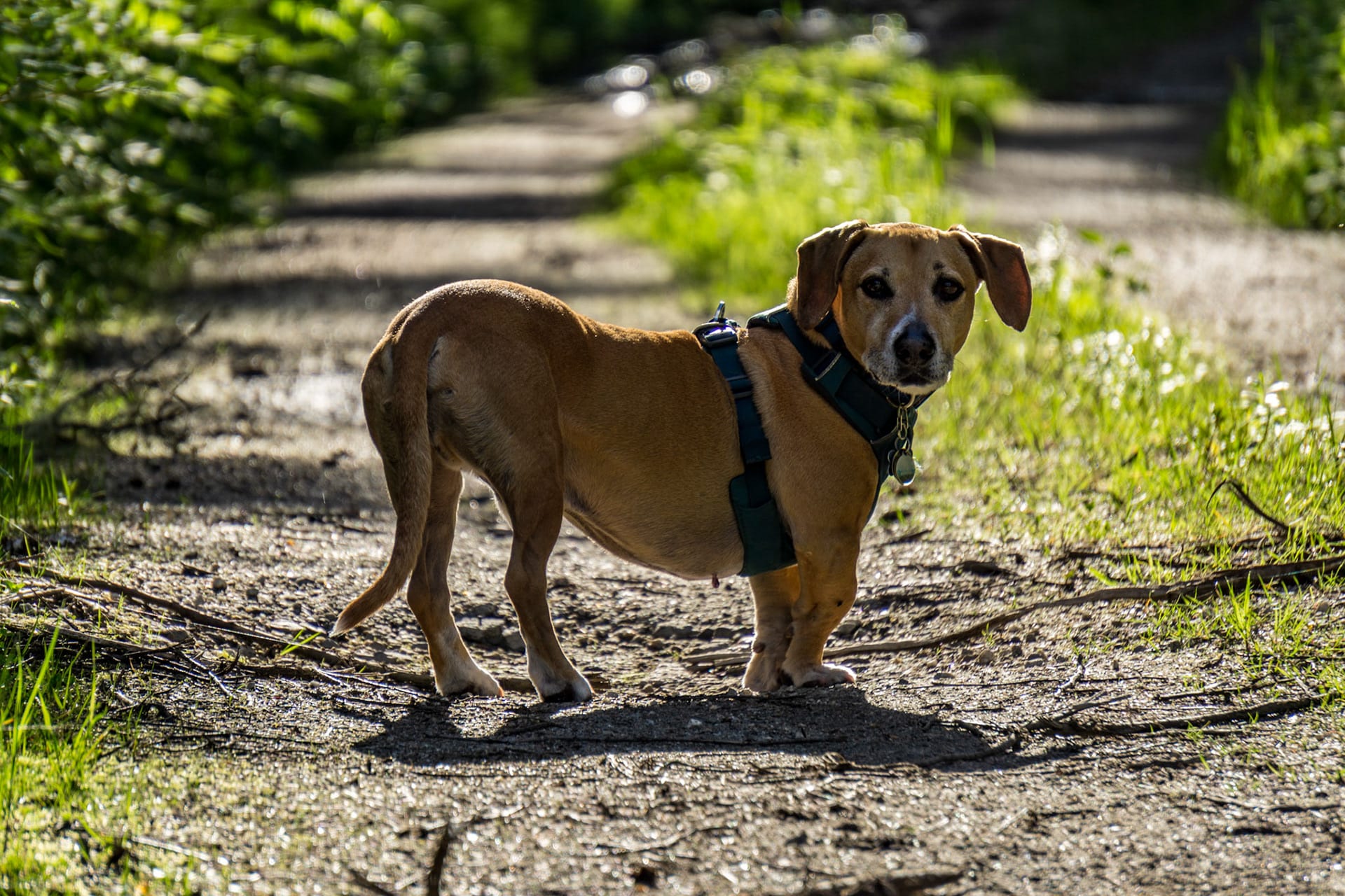 A tan dog in a harness standing on a gravel path in dappled sunlight.
