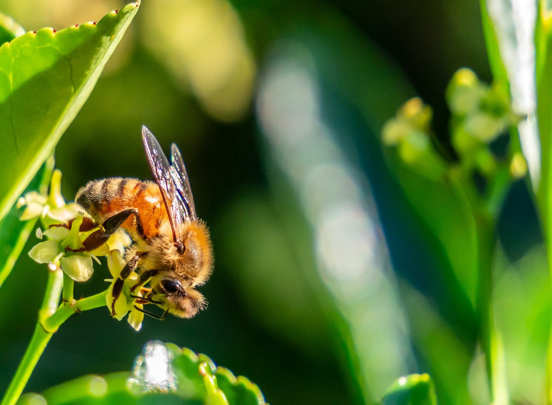 A bee on a pale blossom, green leaves falling away behind it.