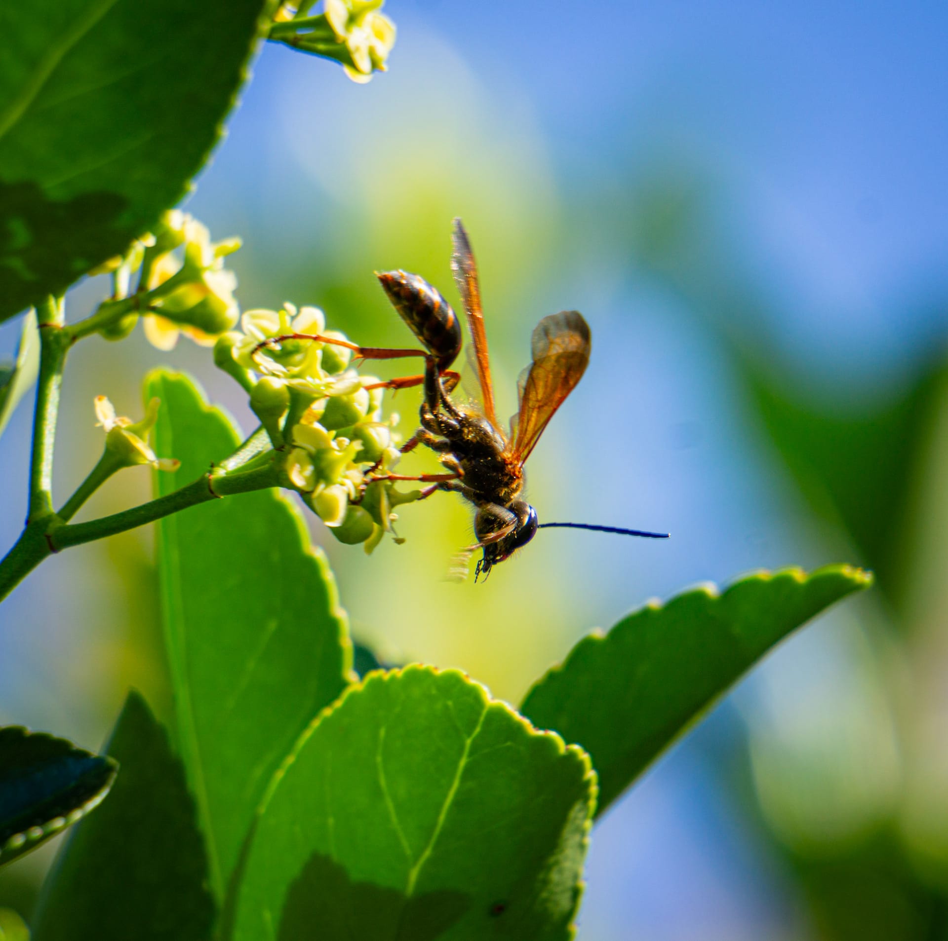 A wasp on a small green flower head, leaves against a blue sky behind it.