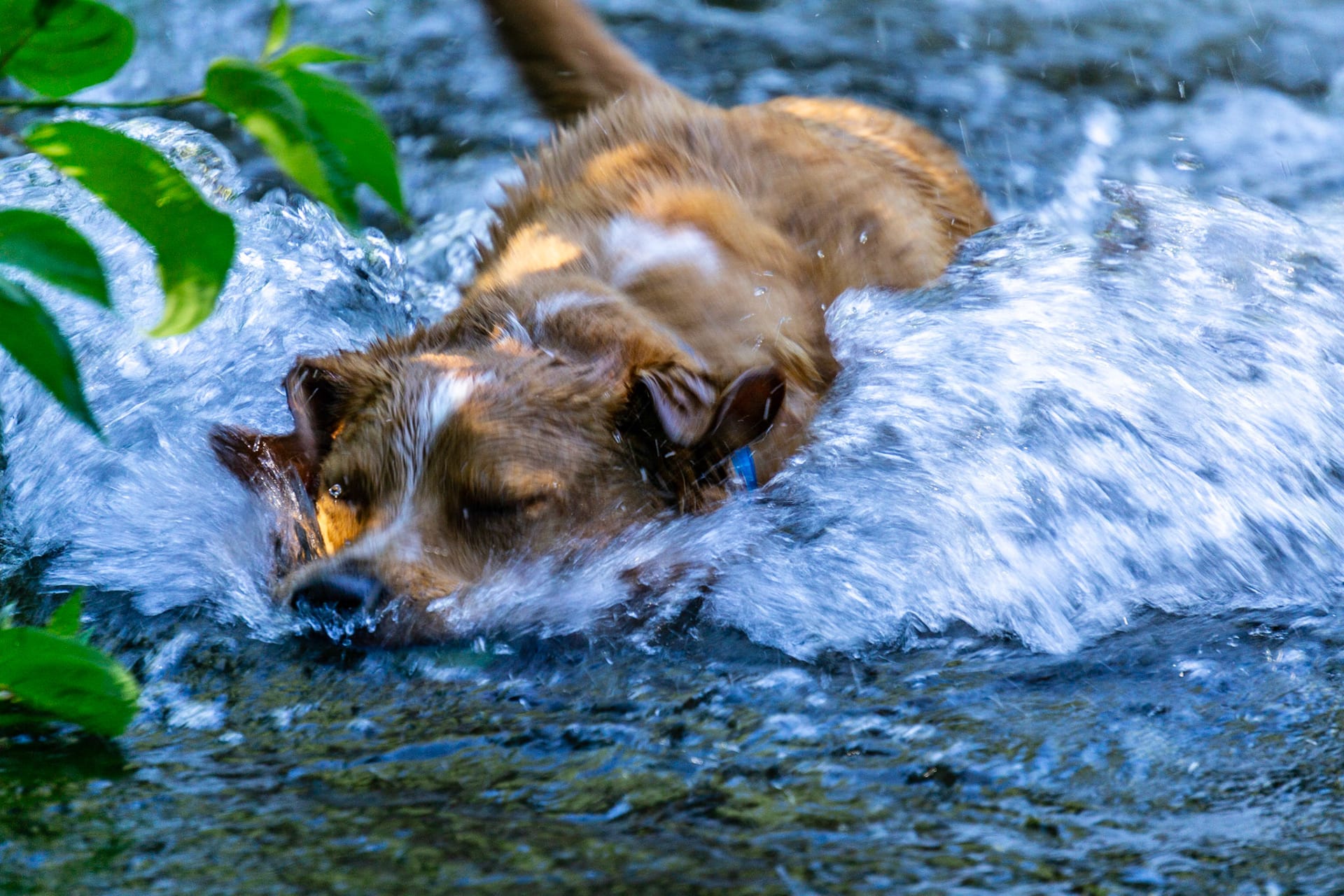 A golden retriever charging through whitewater in a river.