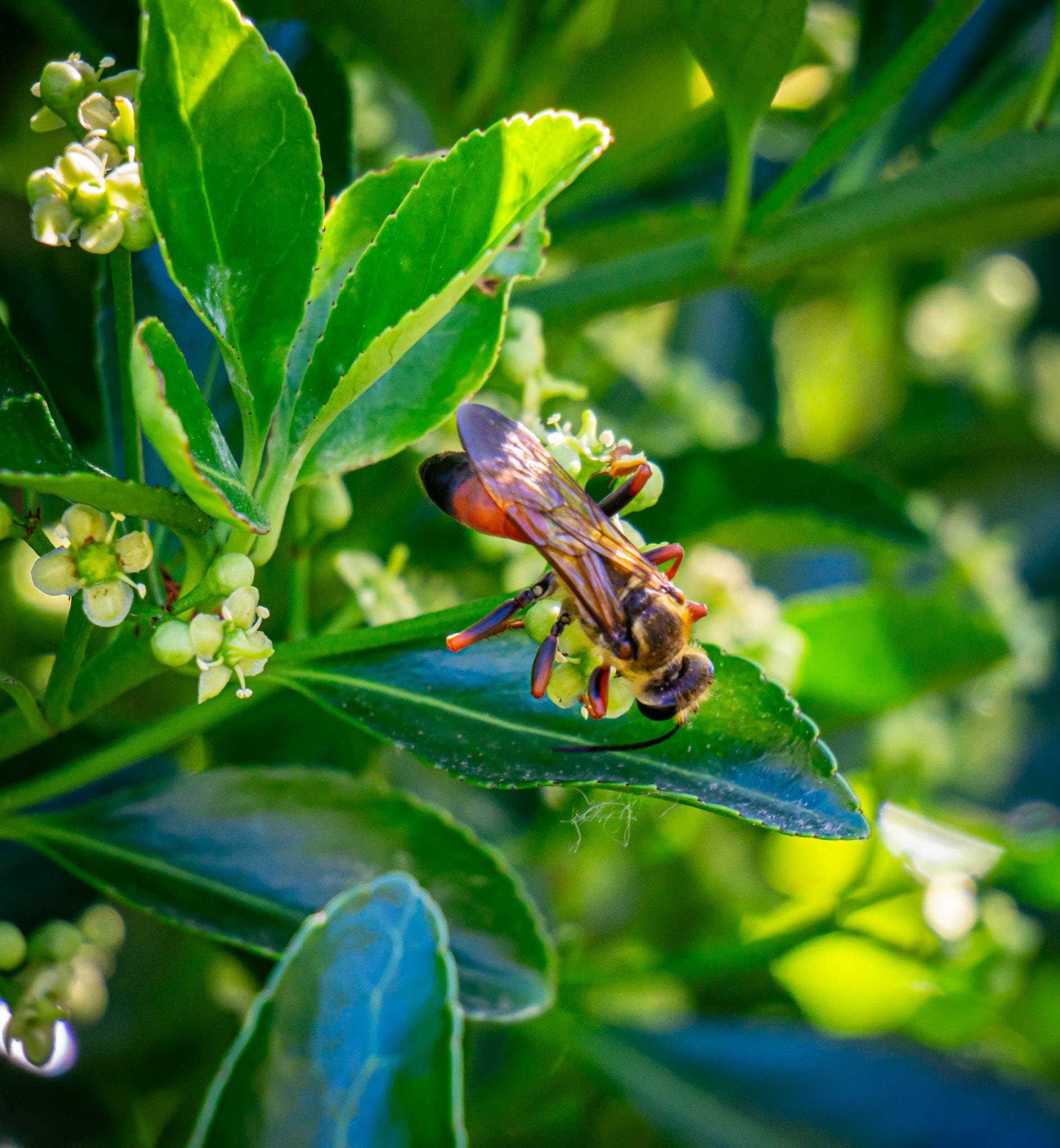 A bee on a pale flower cluster deep among the leaves.