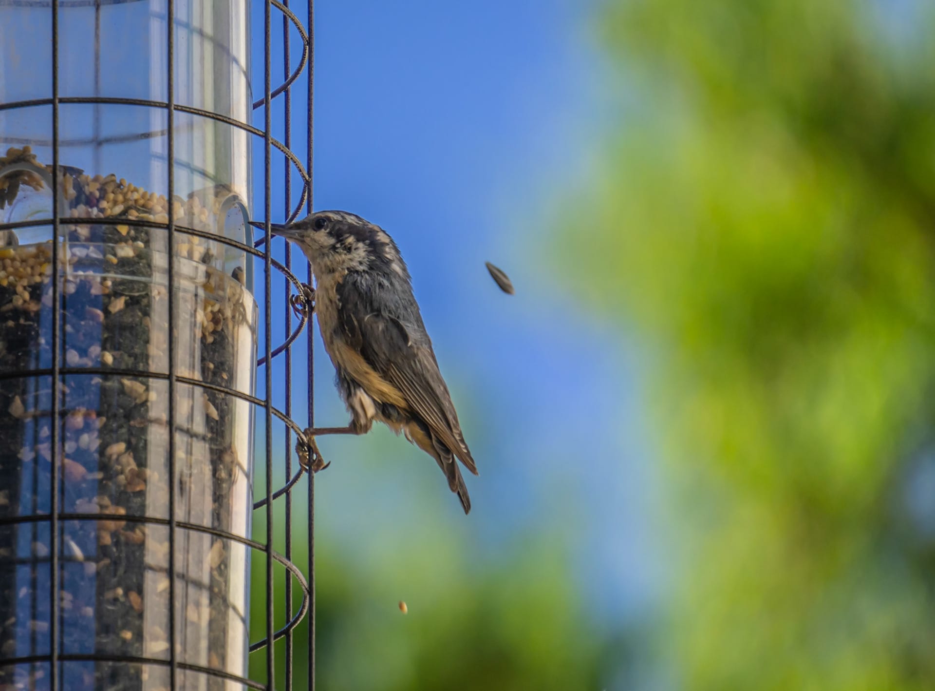 A hummingbird perched on a wire in front of a grain silo.