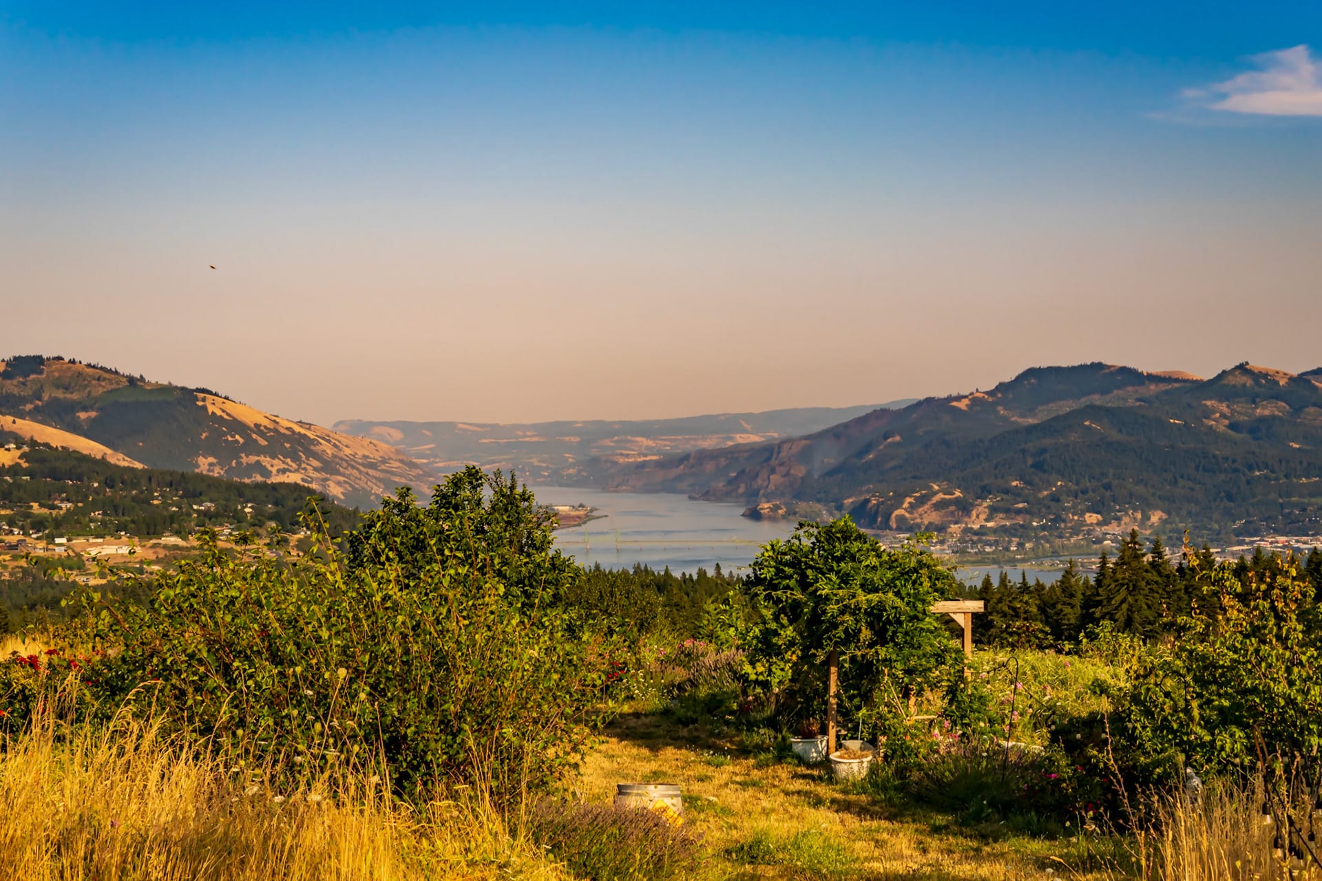 A gorge overlook at golden hour, a lone tree against layered hills.
