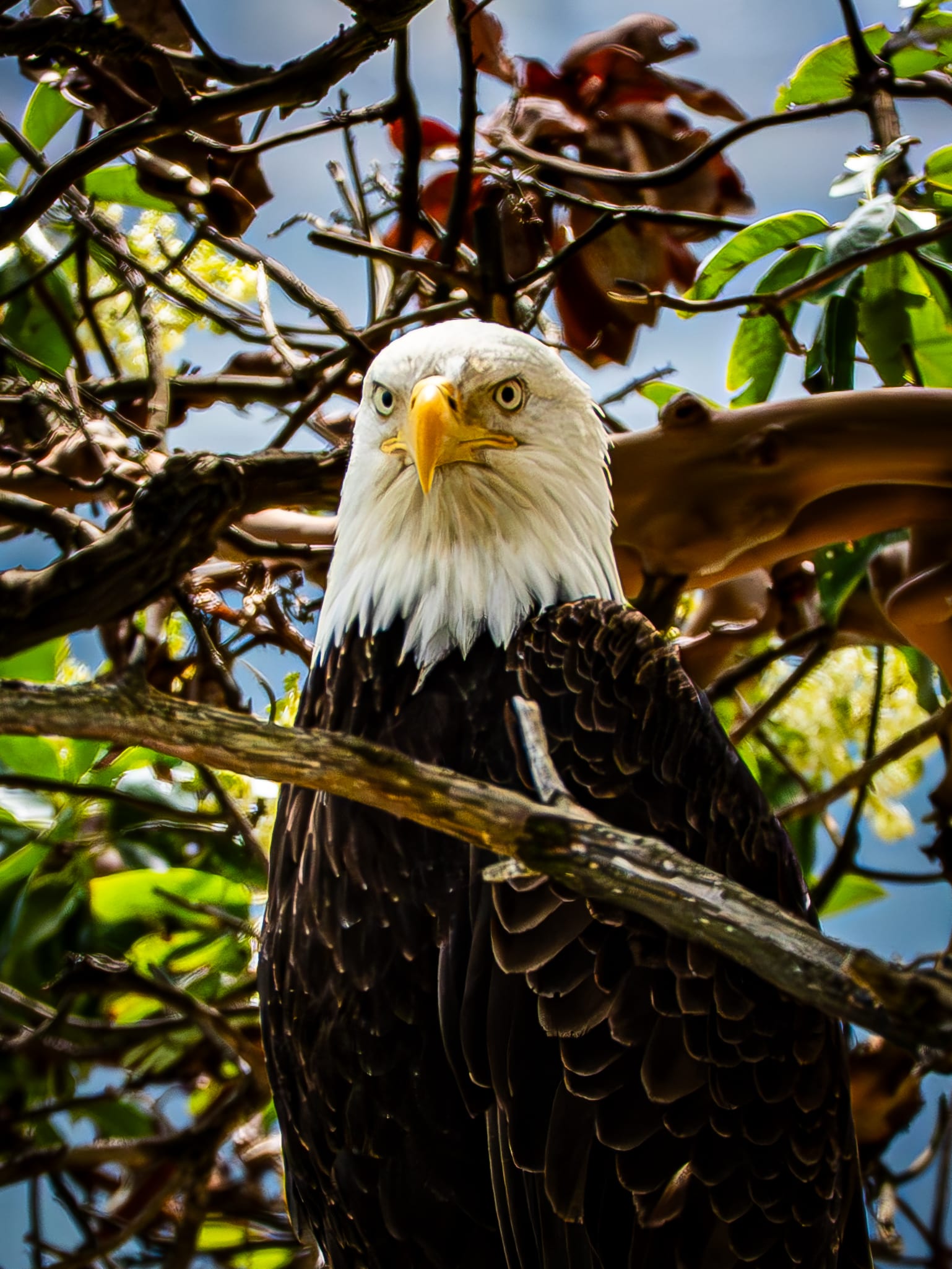 A bald eagle perches among leafy branches and looks toward the camera.