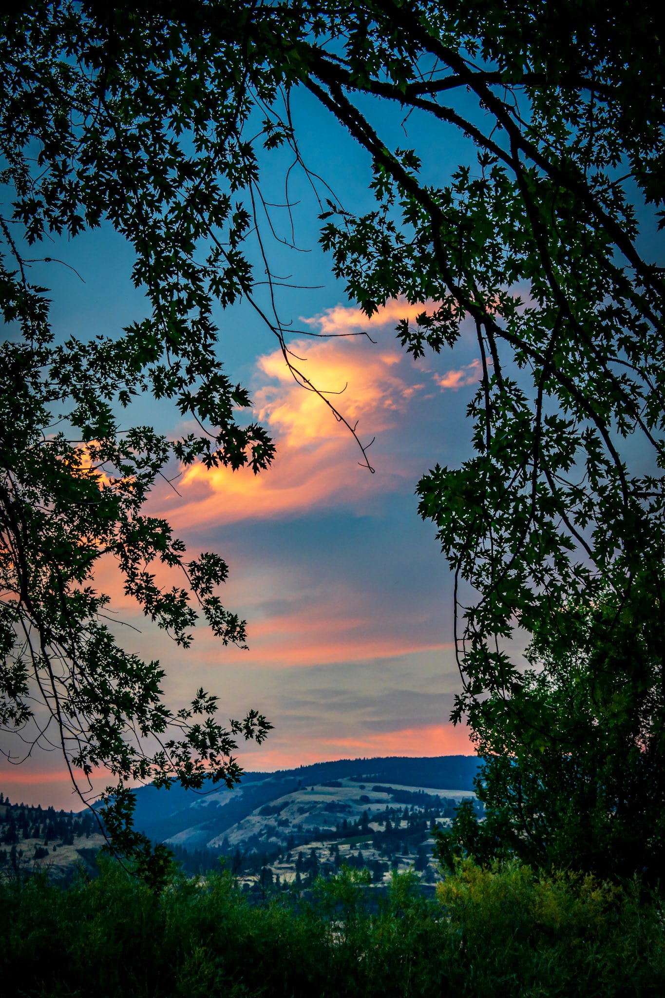 A sunset reflected in still water, framed by dark overhanging branches.