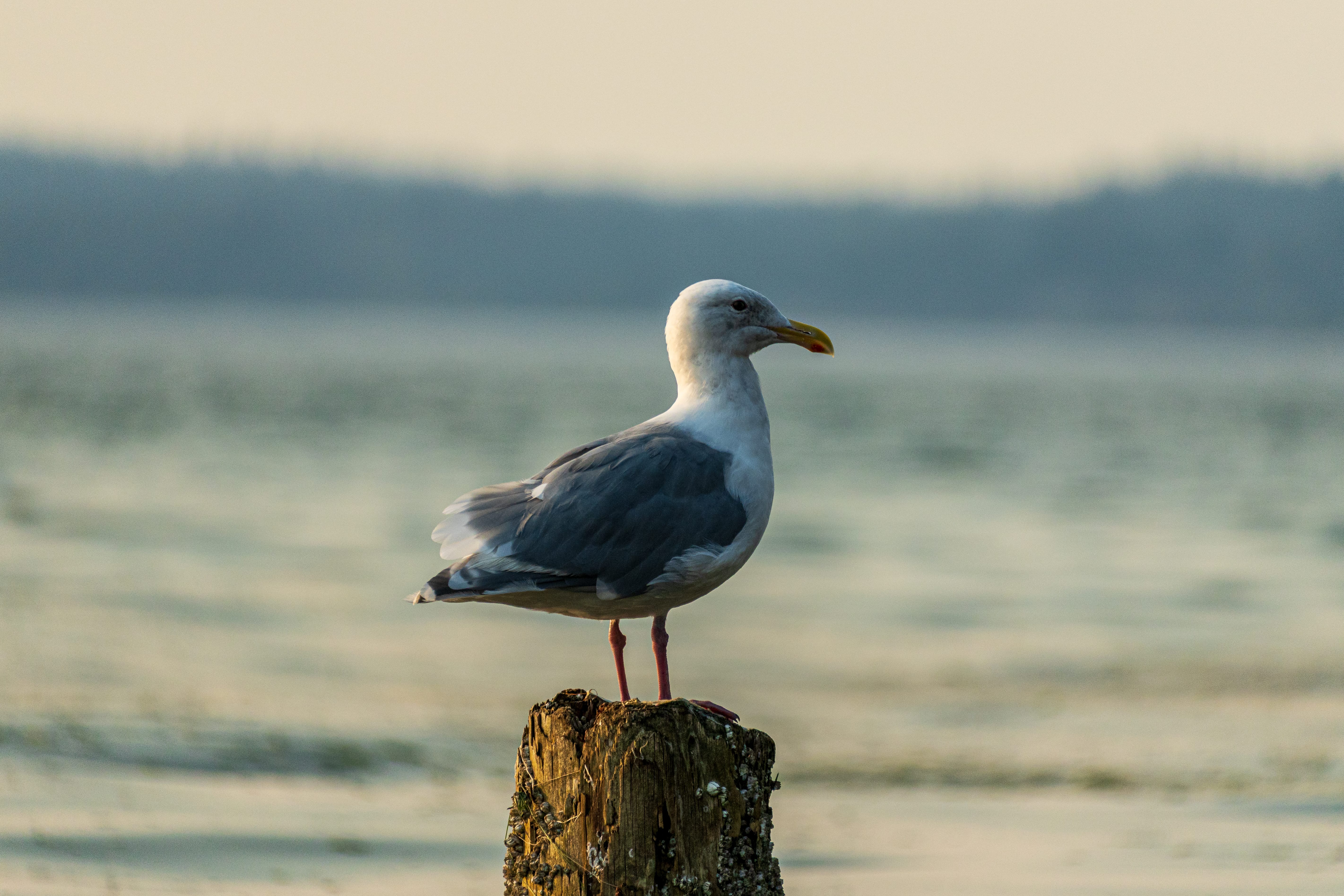 A seagull stands on a wooden post with softly blurred water behind it.