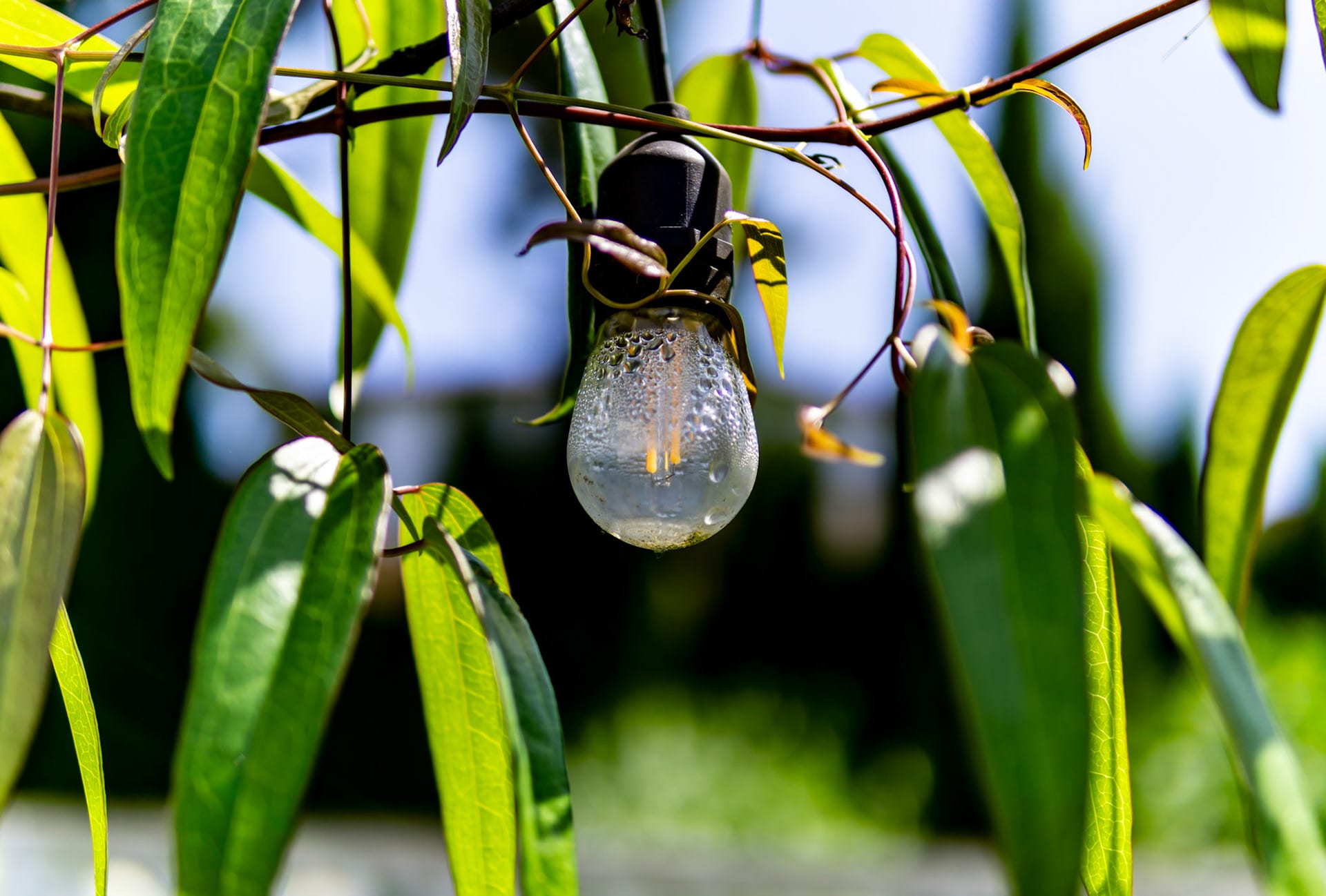 A glass filament bulb hanging on a wire among long green leaves, lit from behind.