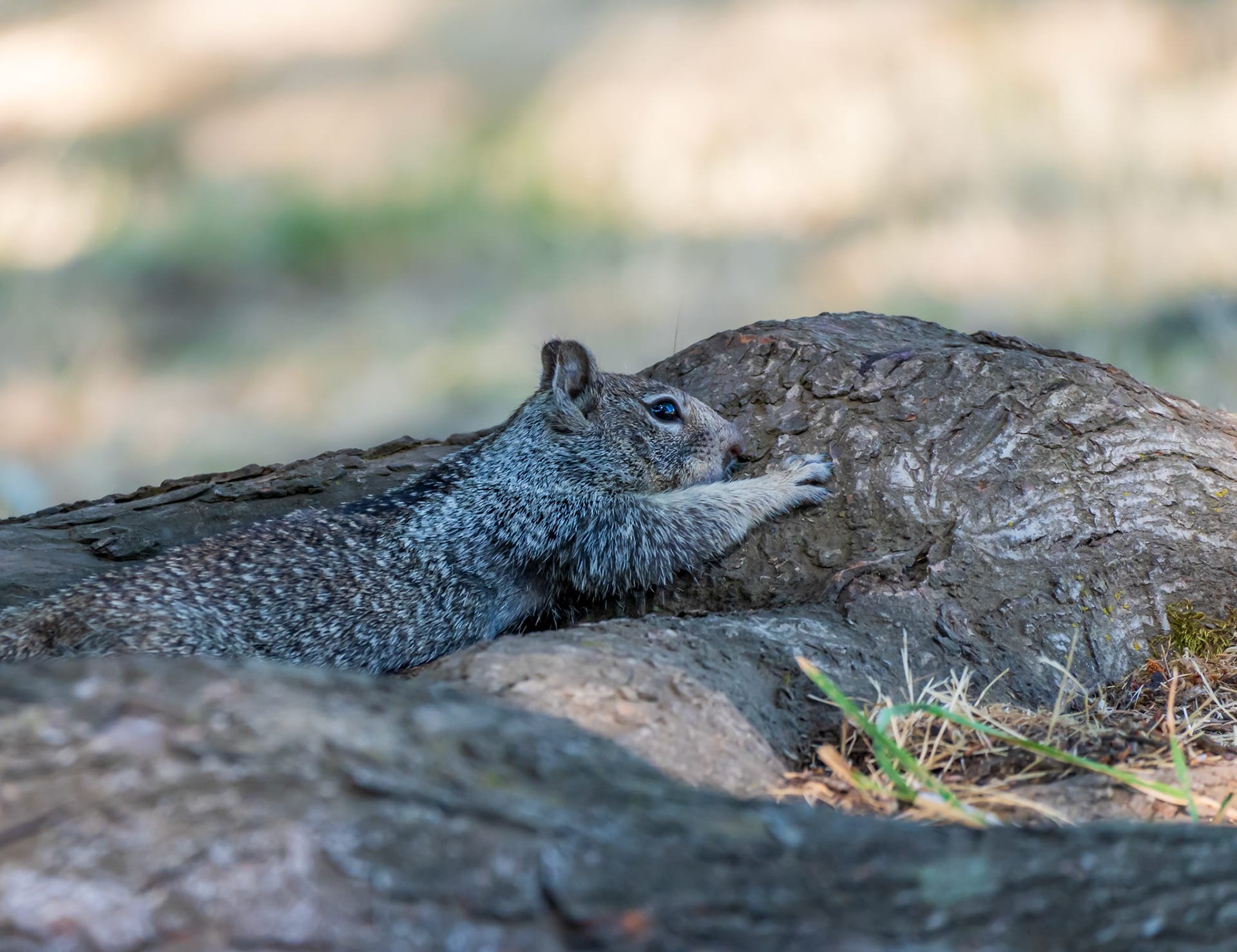 A ground squirrel resting on a rock ledge, foliage soft behind it.
