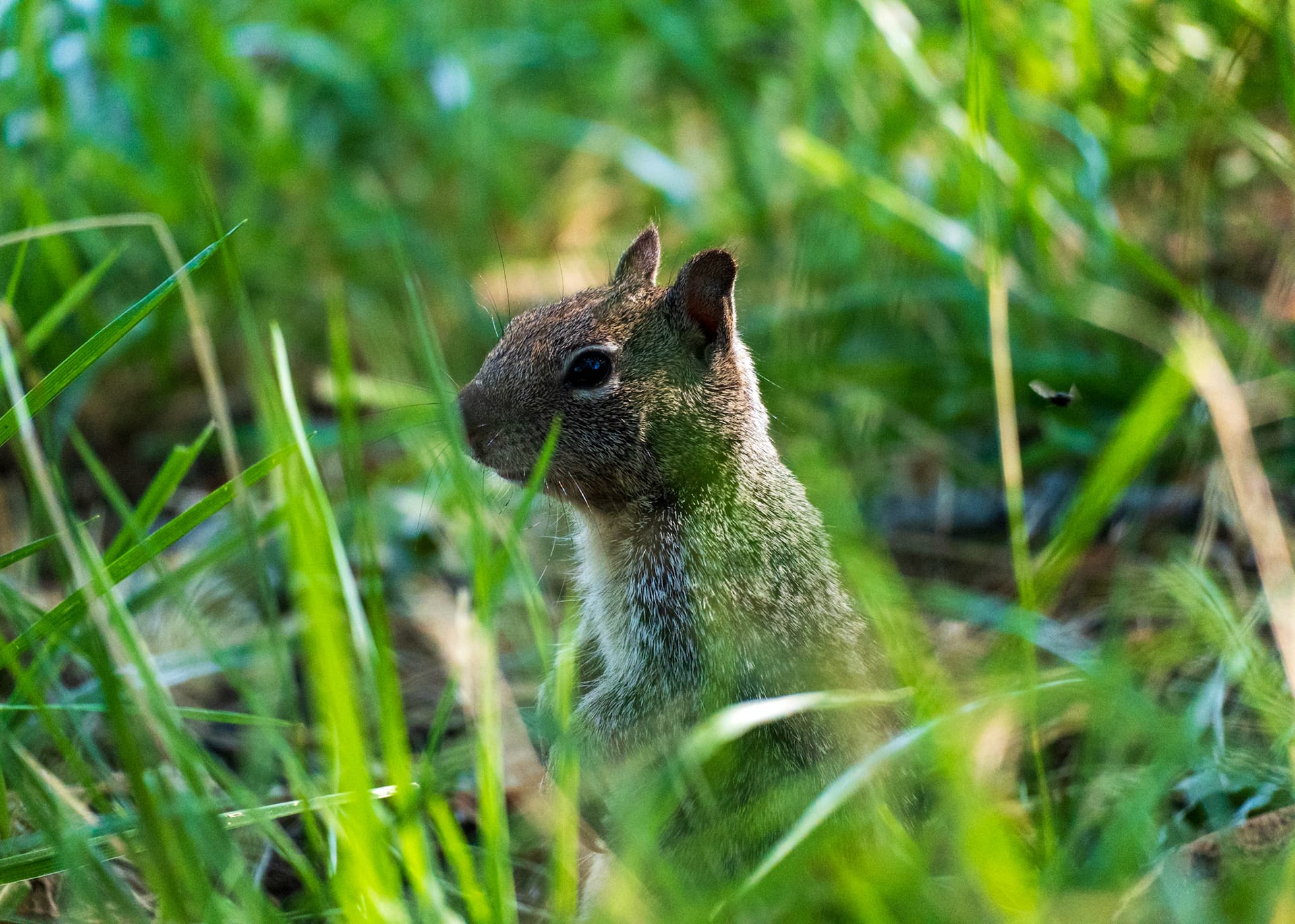 A ground squirrel alert in tall sunlit grass.