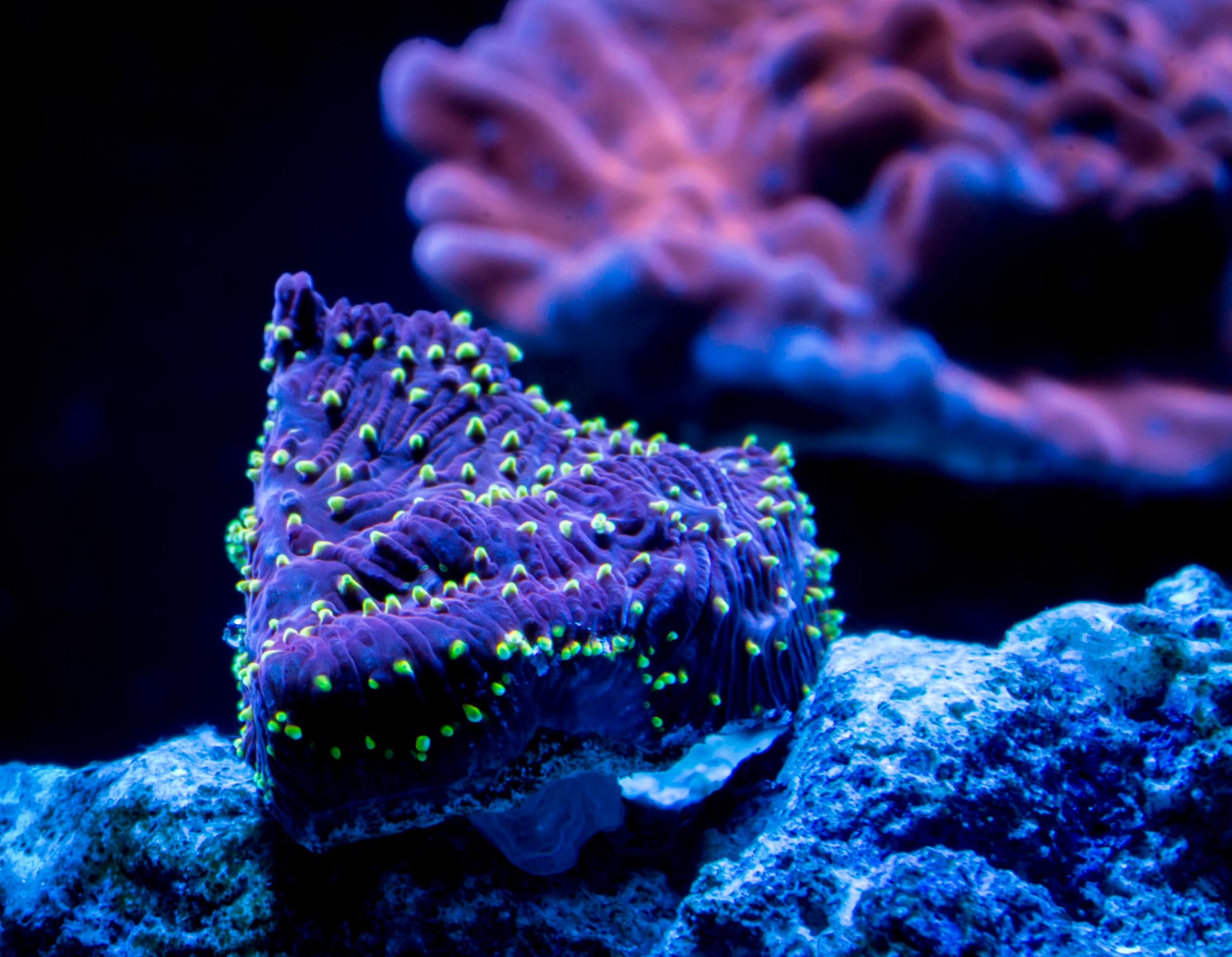 A purple plate coral studded with lime green polyps on pale rock.