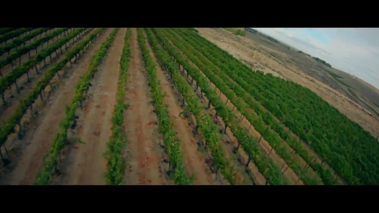 A low run straight down the rows of a green hillside vineyard.