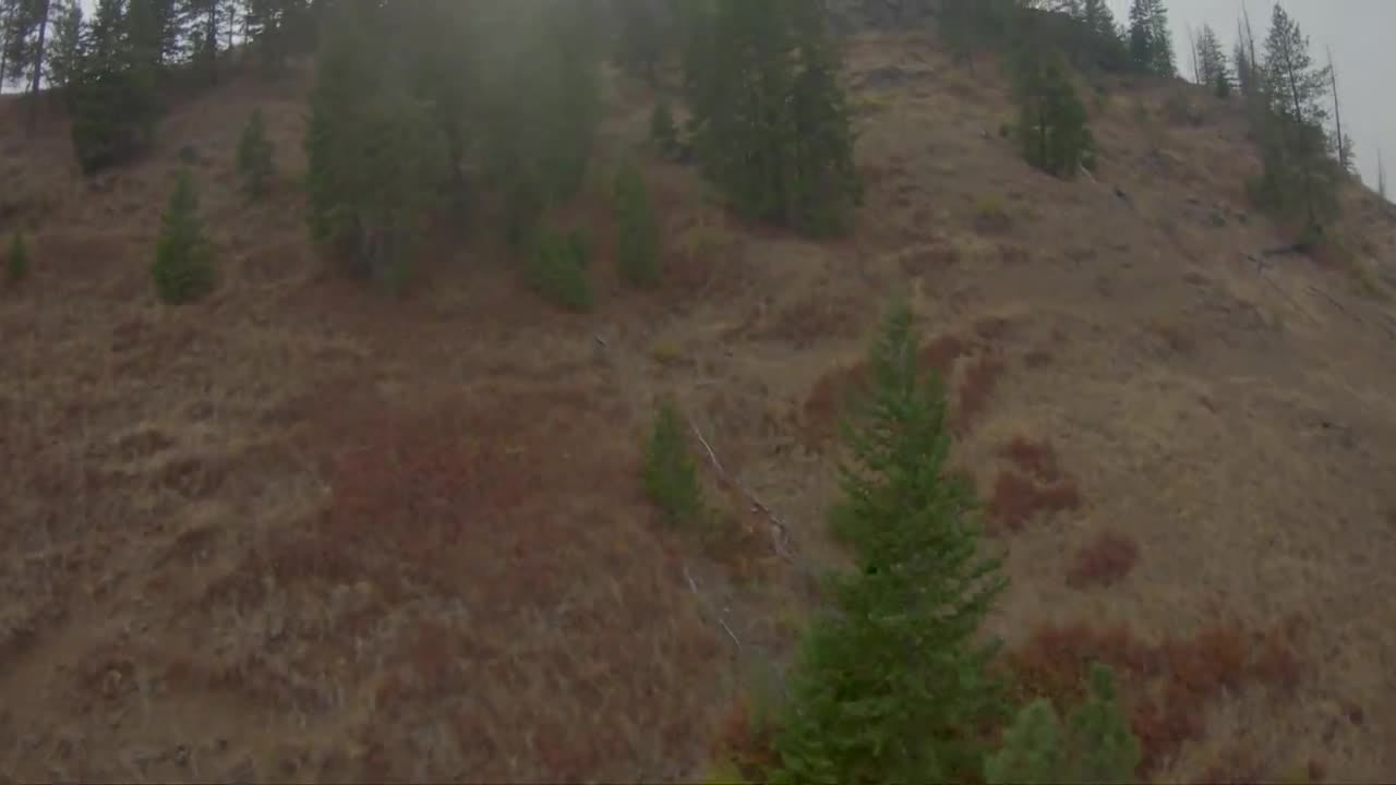 A fast low pass over a dry hillside dotted with young evergreens.